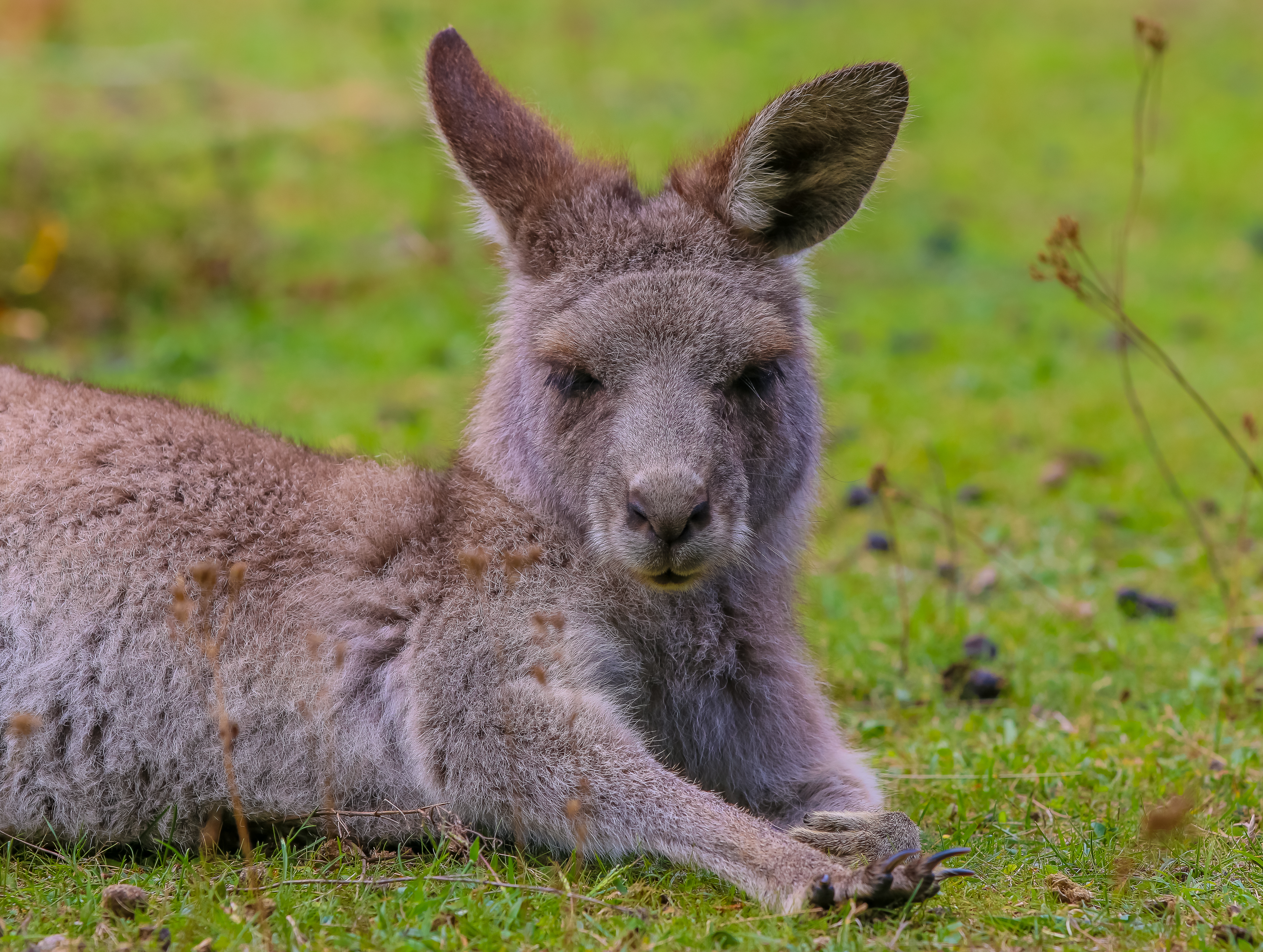 130806 Hintergrundbild herunterladen tiere, kangaroo, lügen, liegt, nett, schatz, pelz, fell - Bildschirmschoner und Bilder kostenlos