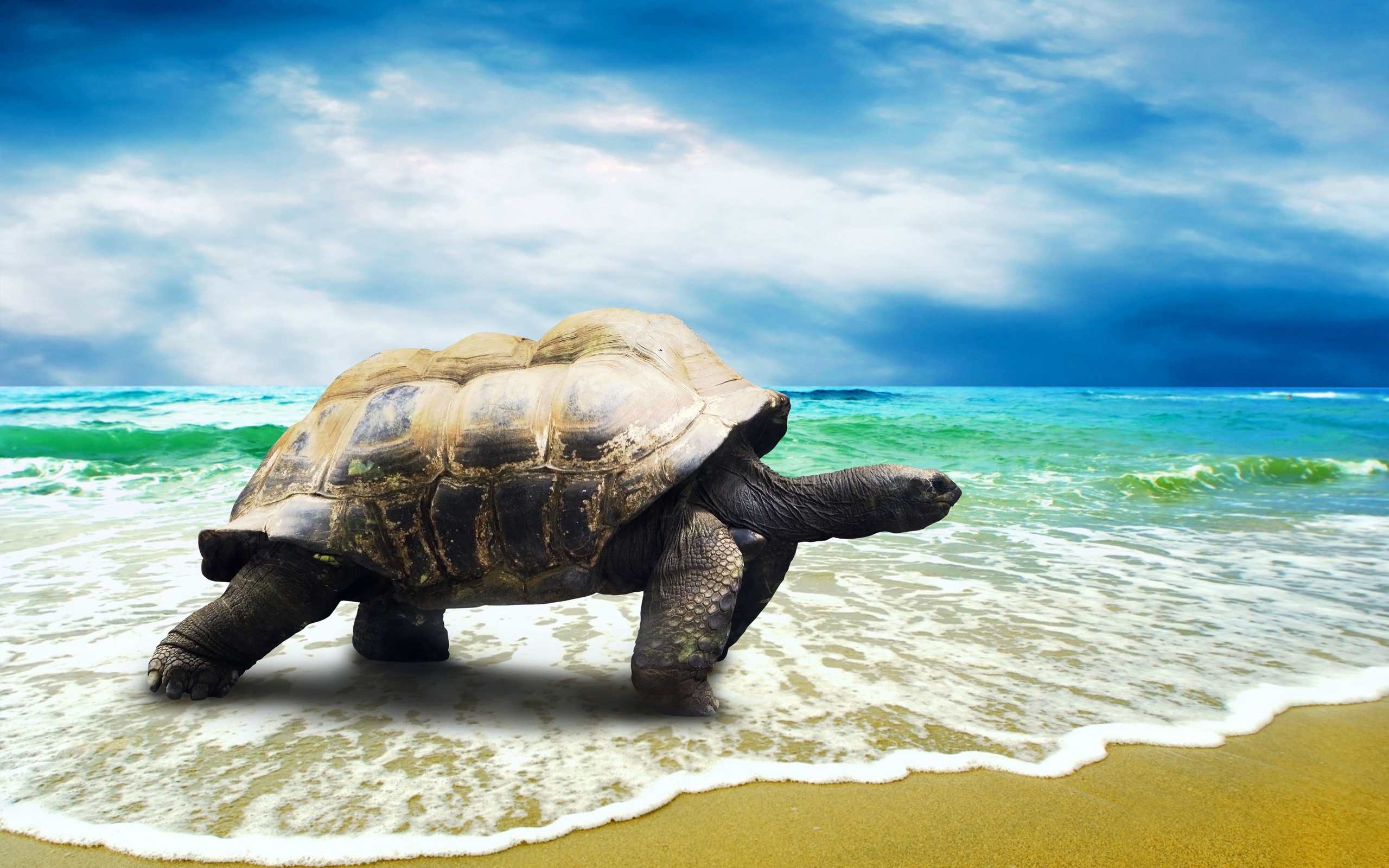 Download free 3D Over Turtle IPhone Wallpaper Mobile Wallpaper contributed  by schaer, 3D Over Turtle IPhone Wallpaper M… | Surreal art, Illustration  art, Surrealism