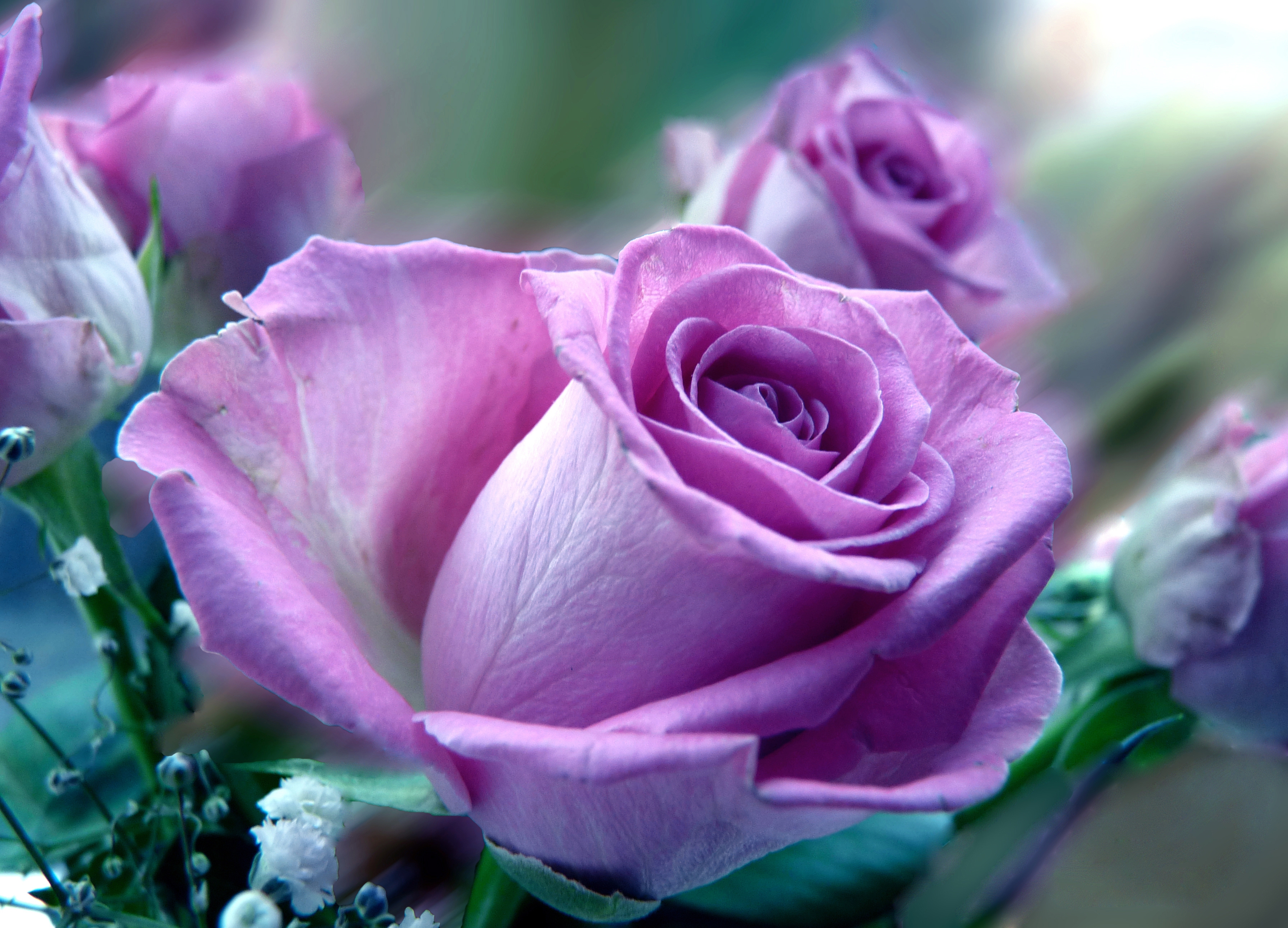 59953 免費下載壁紙 花卉, 玫瑰, 紫丁香, 花束, 特写, 丁香 屏保和圖片