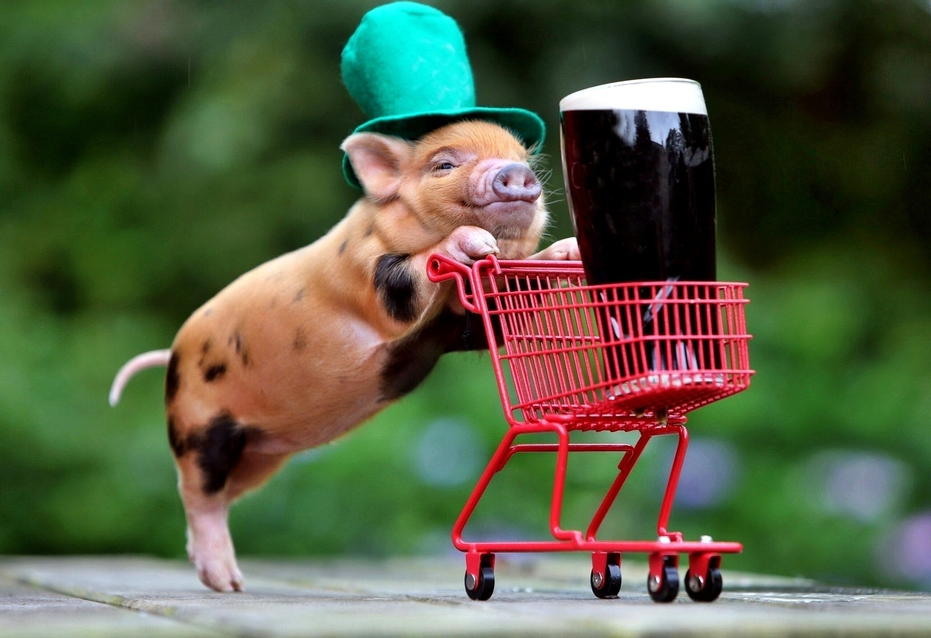 st patrick's day, beer, holiday, humor, pig