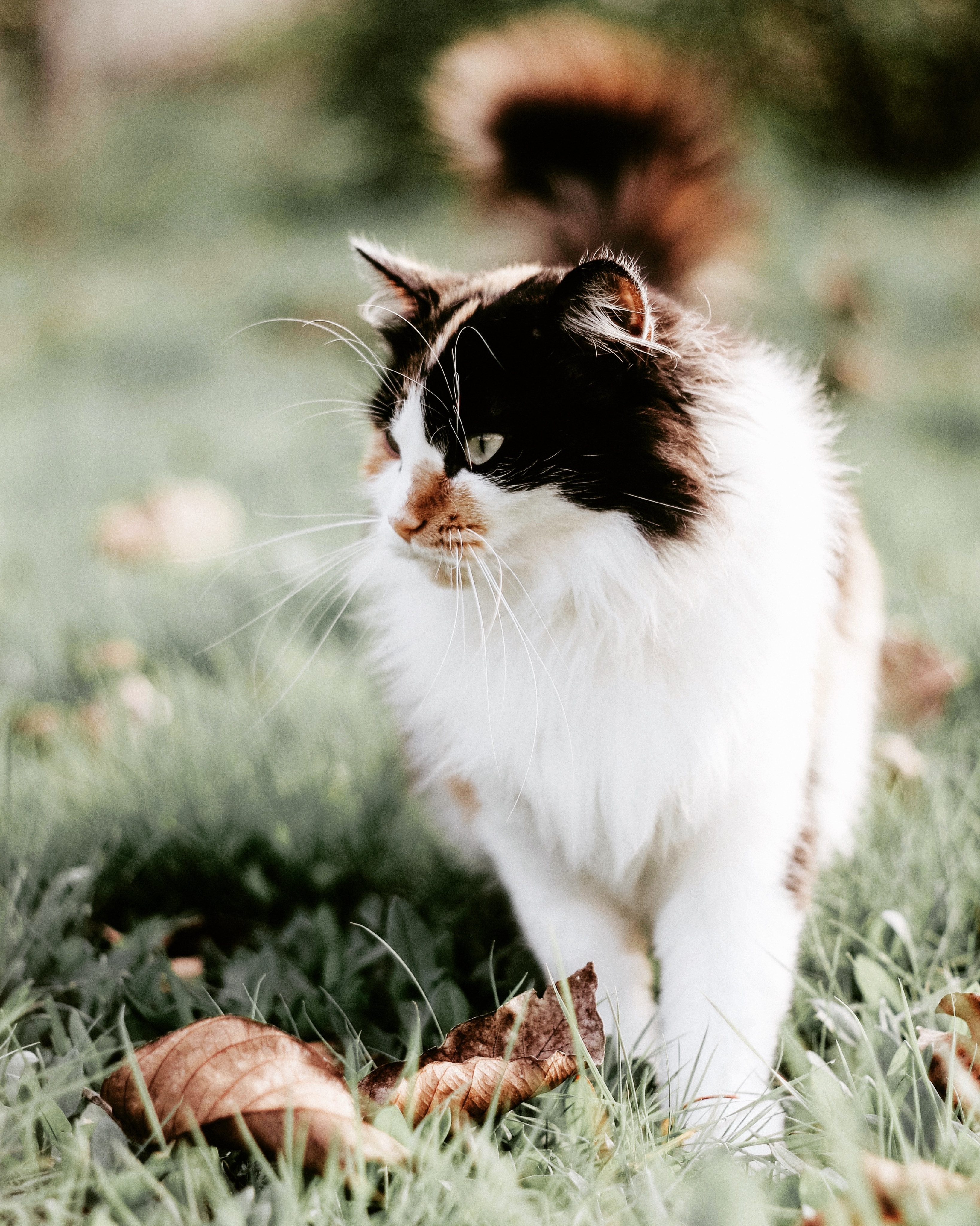 Download mobile wallpaper Muzzle, Fluffy, Animals, Grass, Foliage, Cat, Smooth, Blur for free.