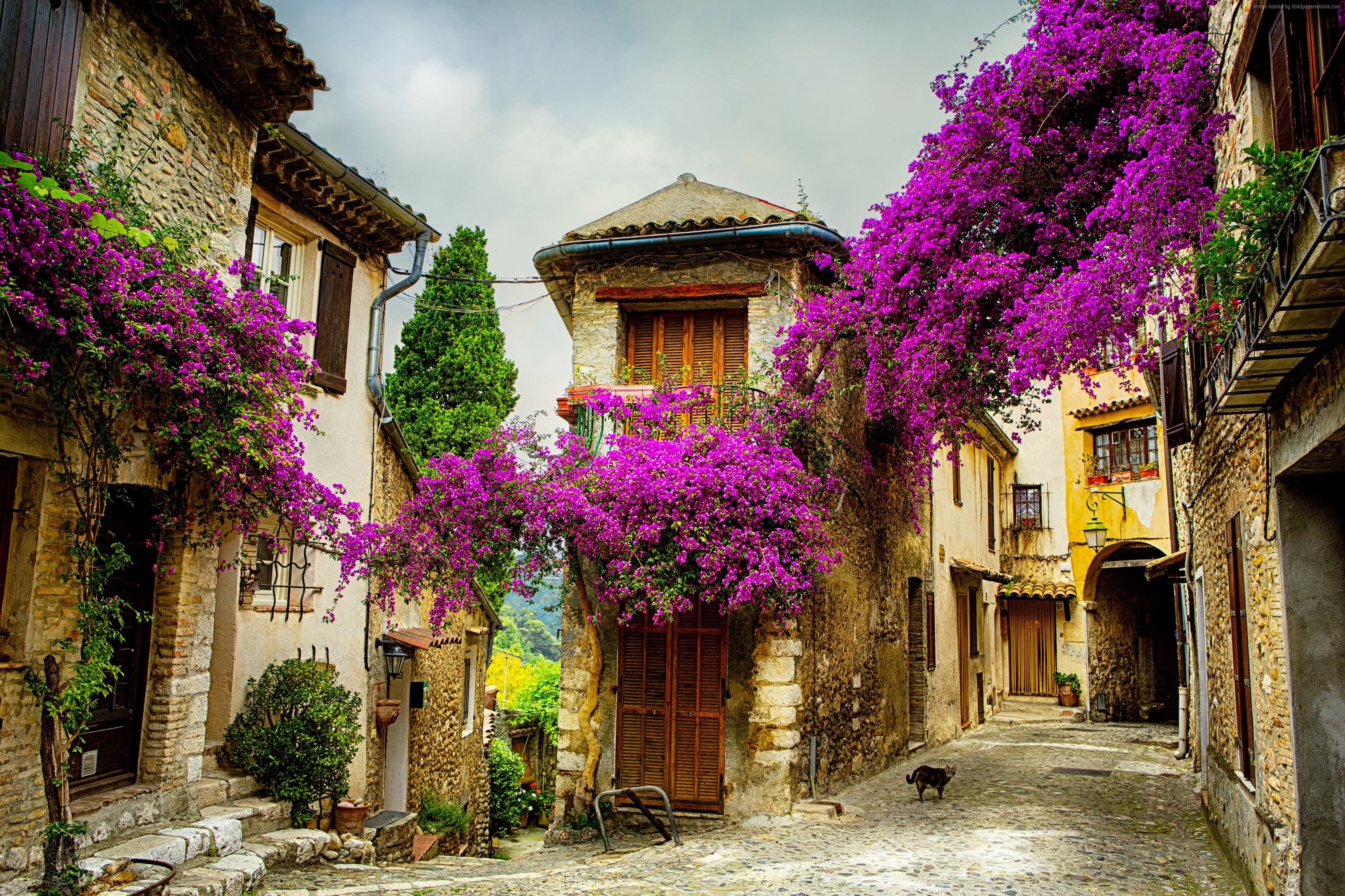 purple flower, provence, architecture, street, flower, man made, france