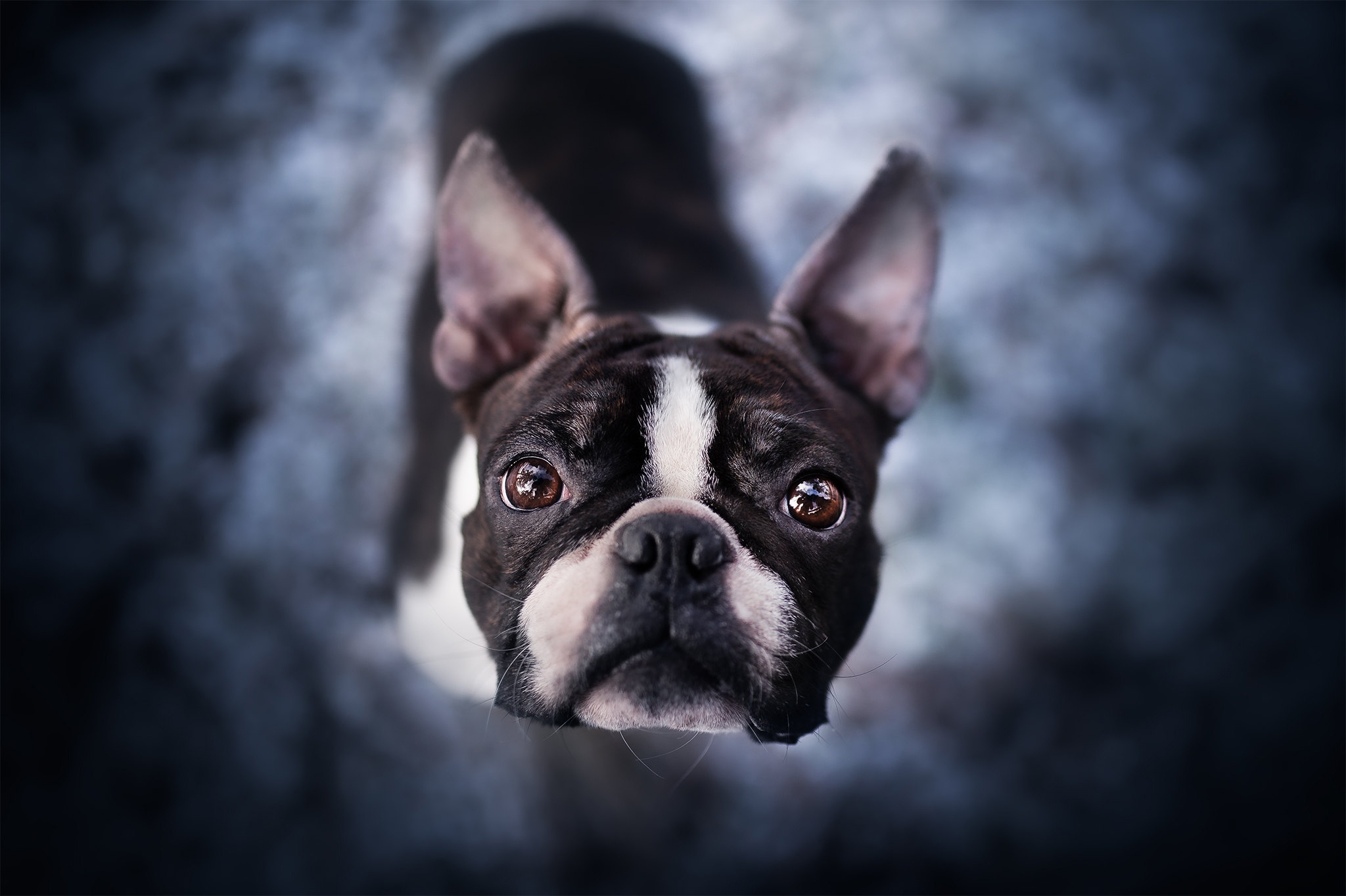 492935 Hintergrundbilder und Boston Terrier Bilder auf dem Desktop. Laden Sie  Bildschirmschoner kostenlos auf den PC herunter