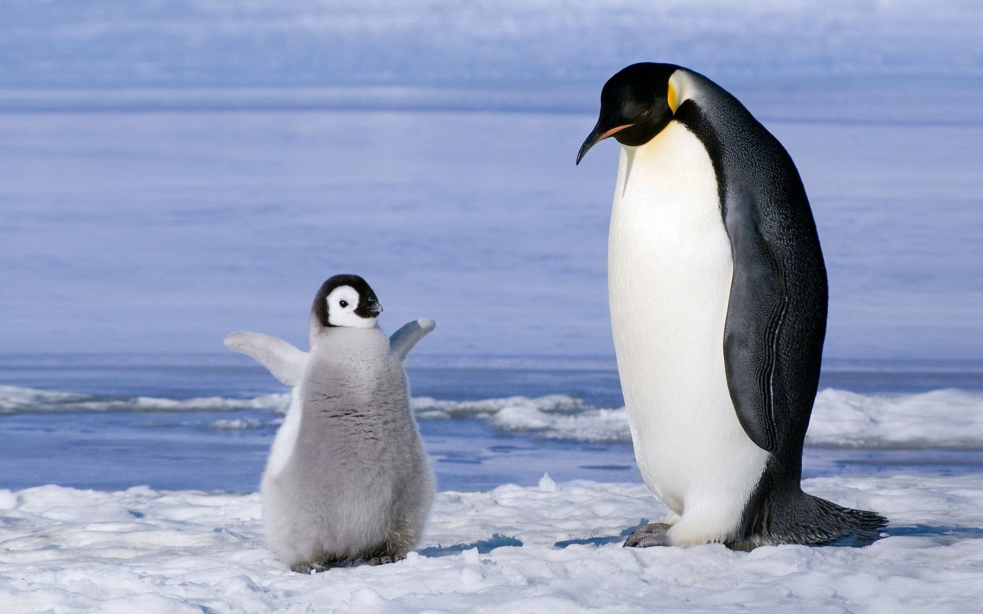 111584 Hintergrundbild herunterladen tiere, schnee, junge, paar, gletscher, joey, pinguin - Bildschirmschoner und Bilder kostenlos