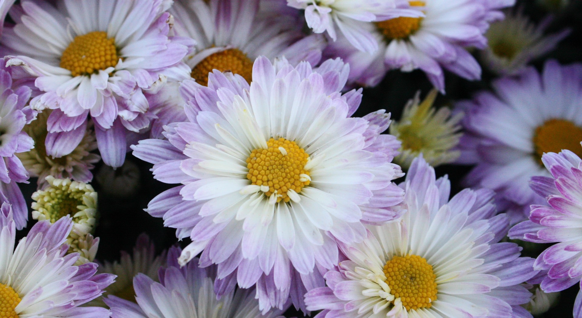 403762 下載圖片 自然, 菊花, 花, 白色的花, 花卉 - 免費壁紙和屏保