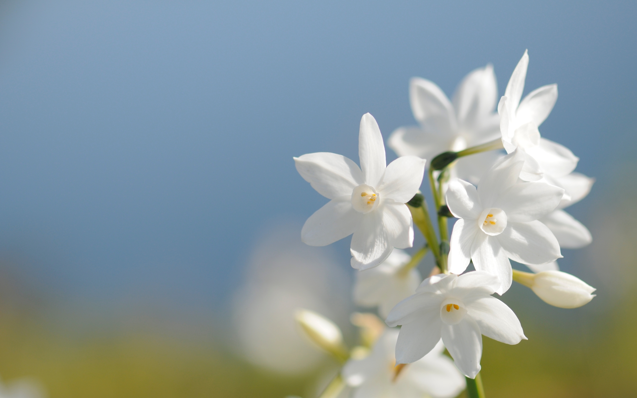 Нежные белые весенние цветы