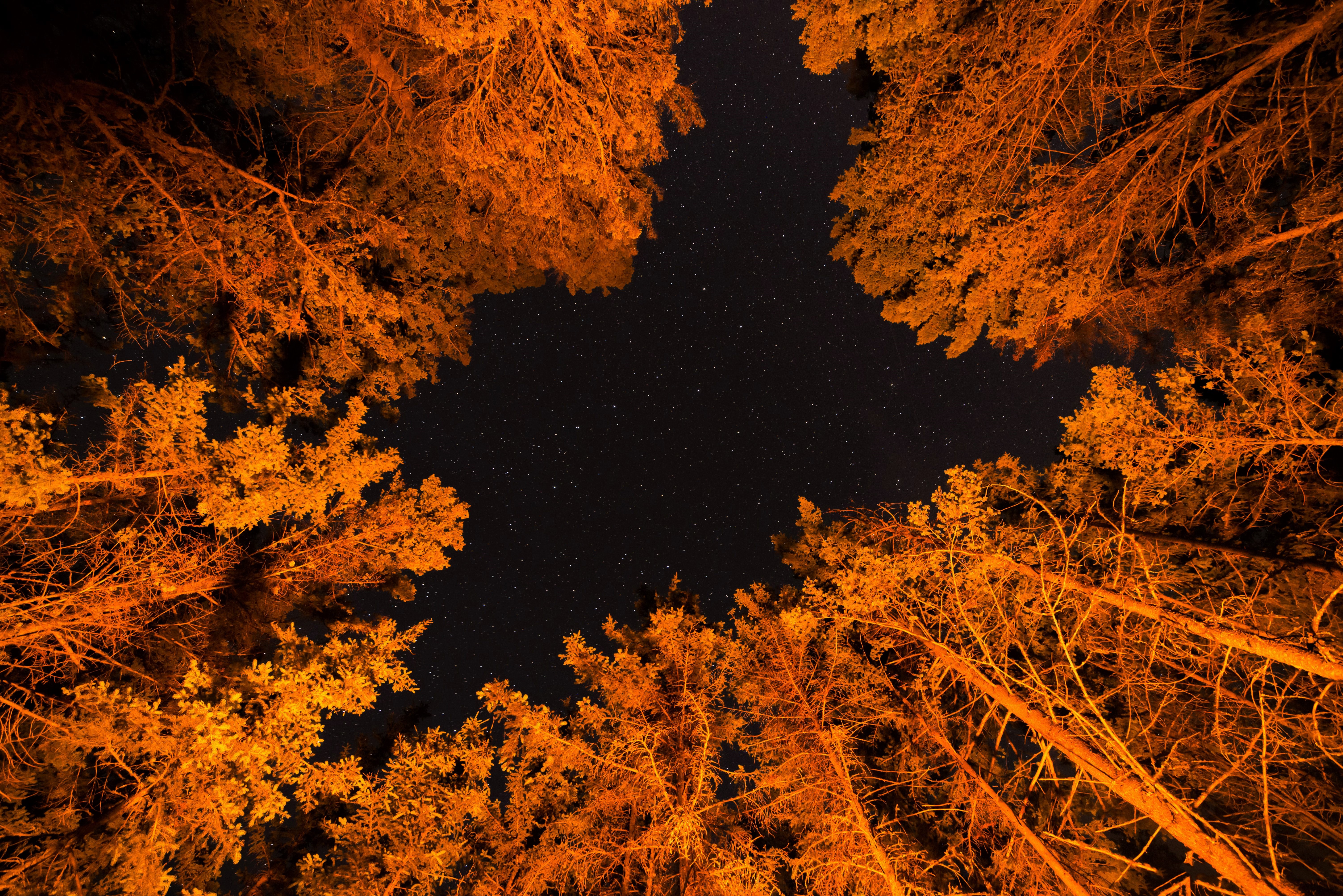 earth, tree, canopy, fall, forest, night, orange (color), stars, trees cell phone wallpapers