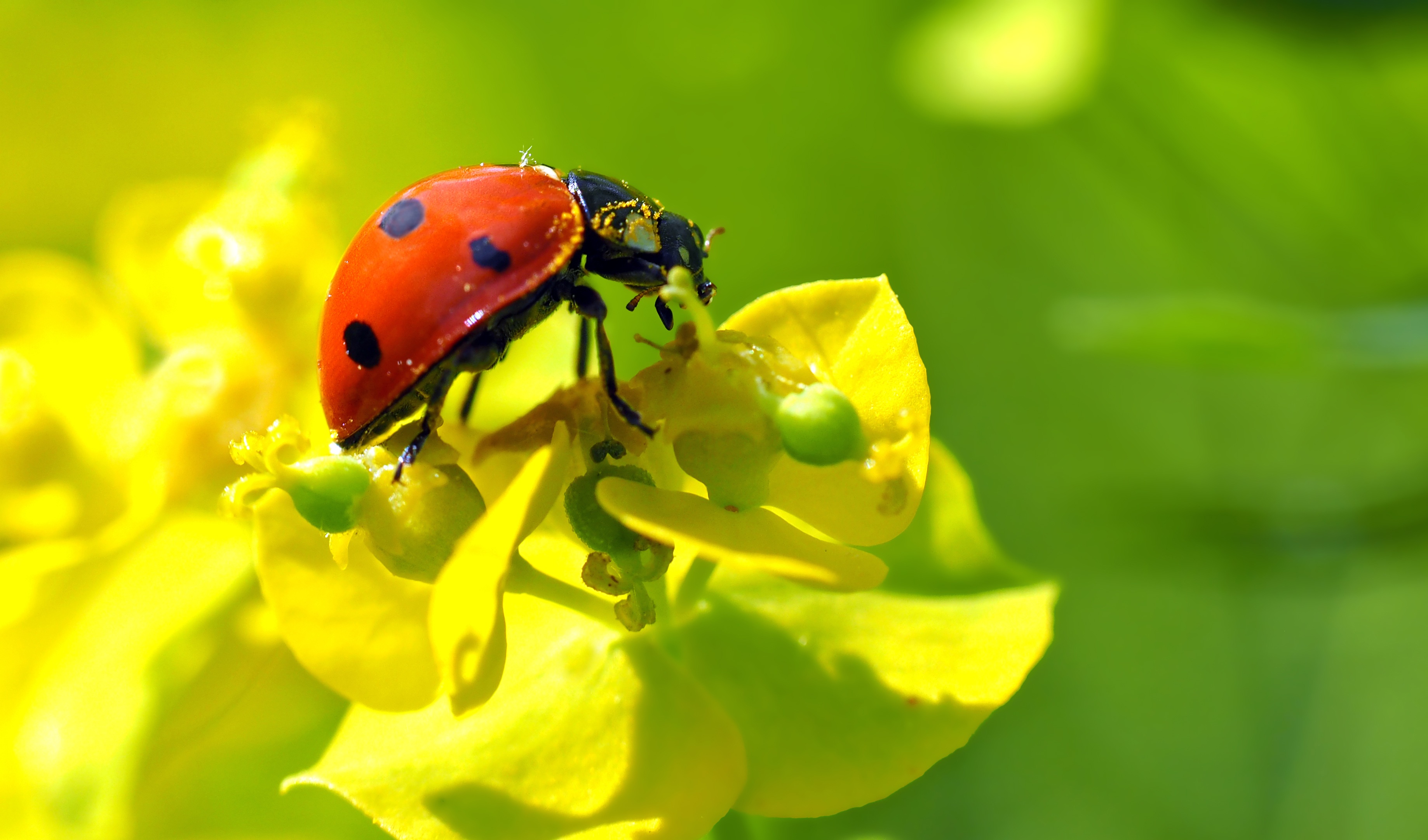Download mobile wallpaper Ladybird, Insect, Ladybug, Macro, Flower for free.
