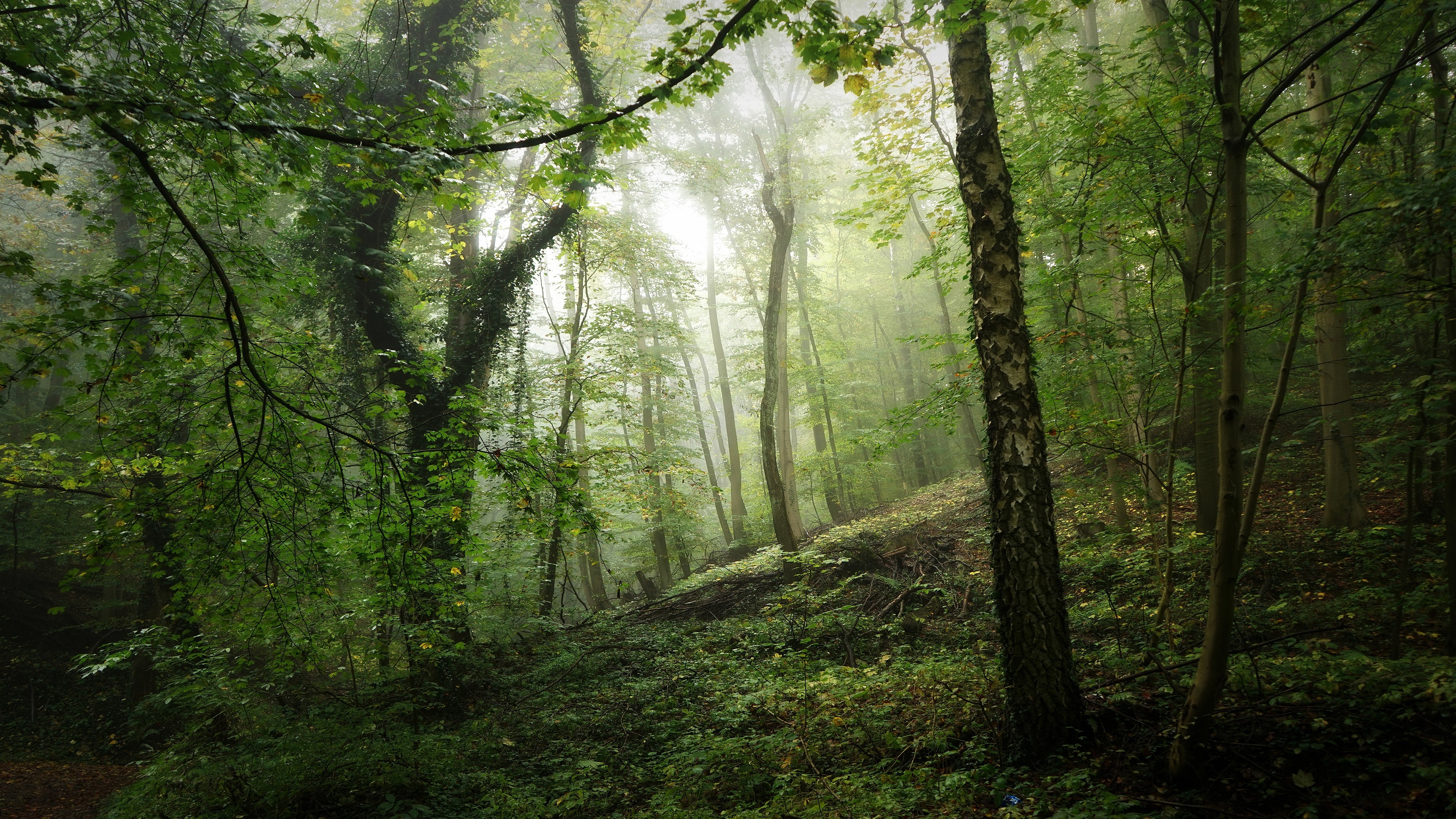 earth, greenery, forest, fog, moss, trunk, vegetation Full HD