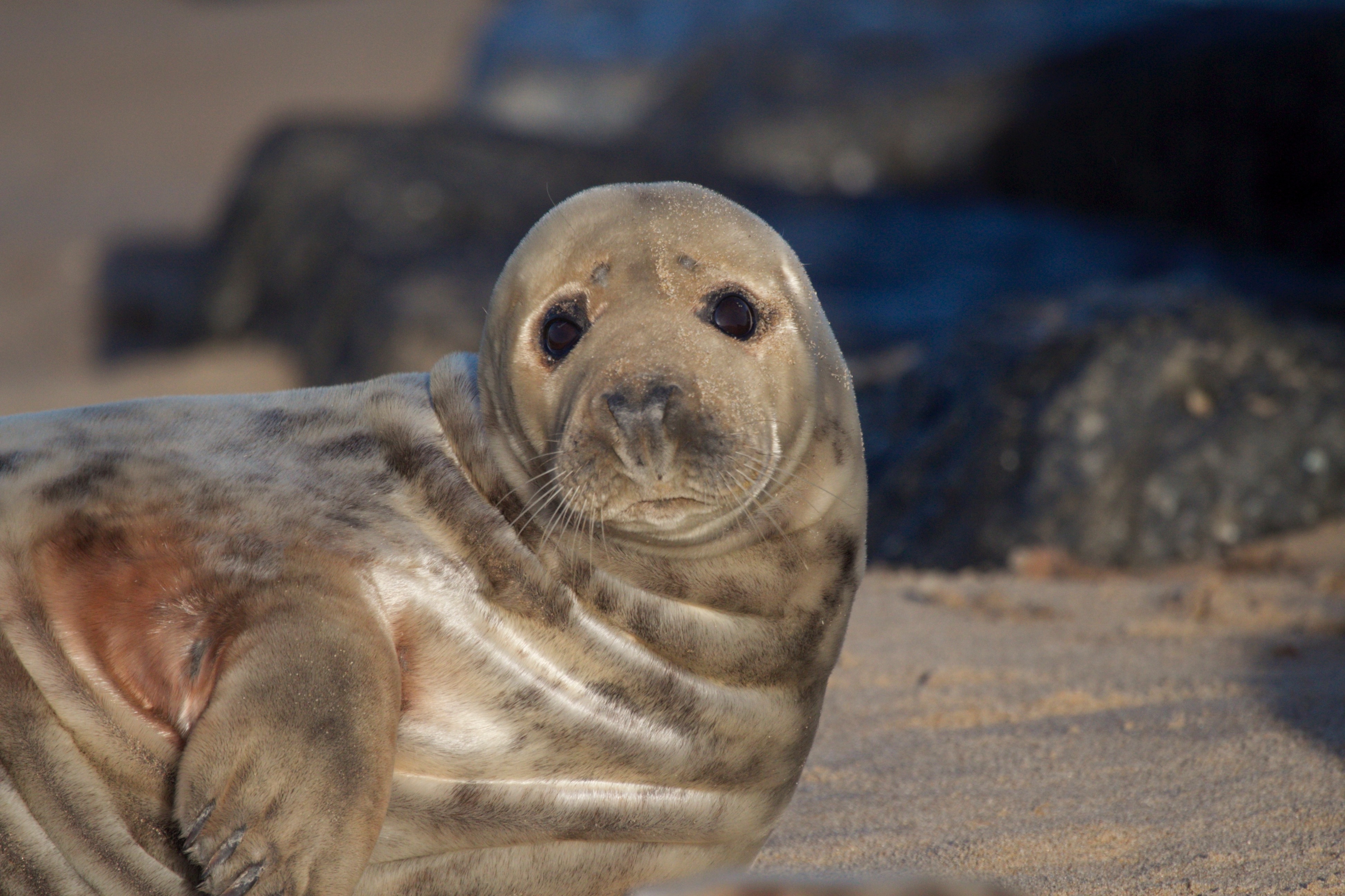 animals, sight, opinion, nice, sweetheart, fur seal