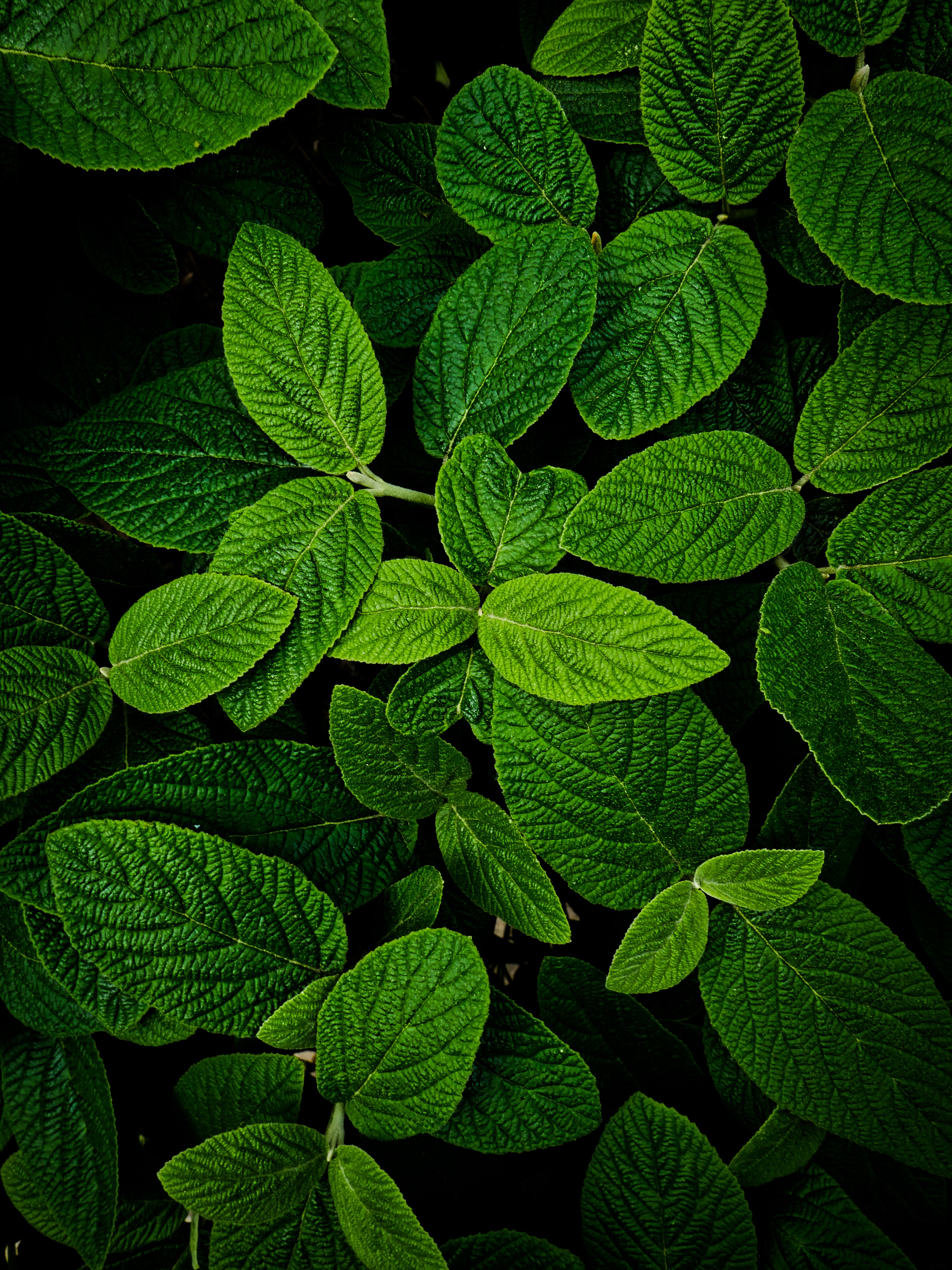 green, leaves, plant, macro Full HD