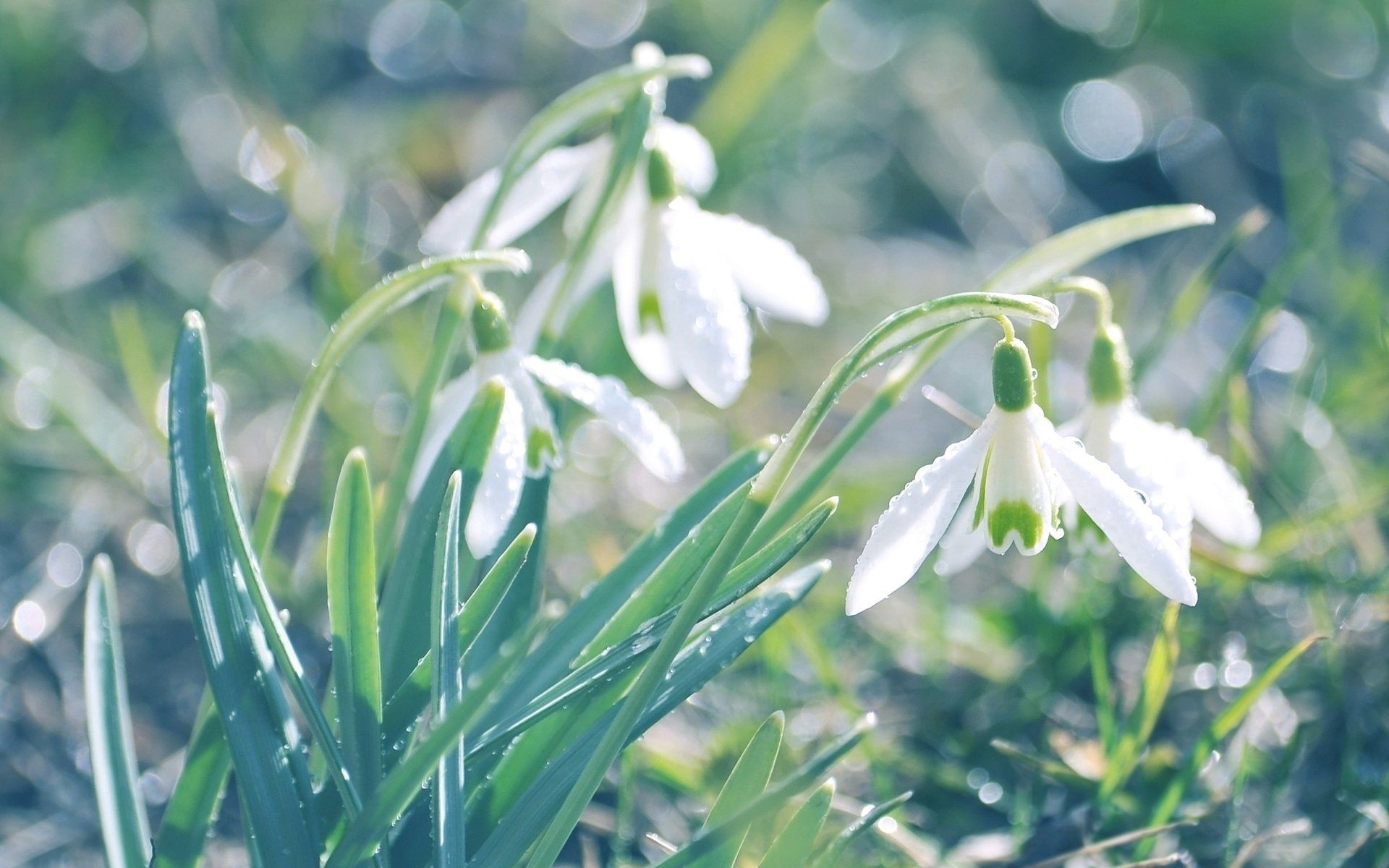 snowdrops, flowers, leaves, drops, glare, spring