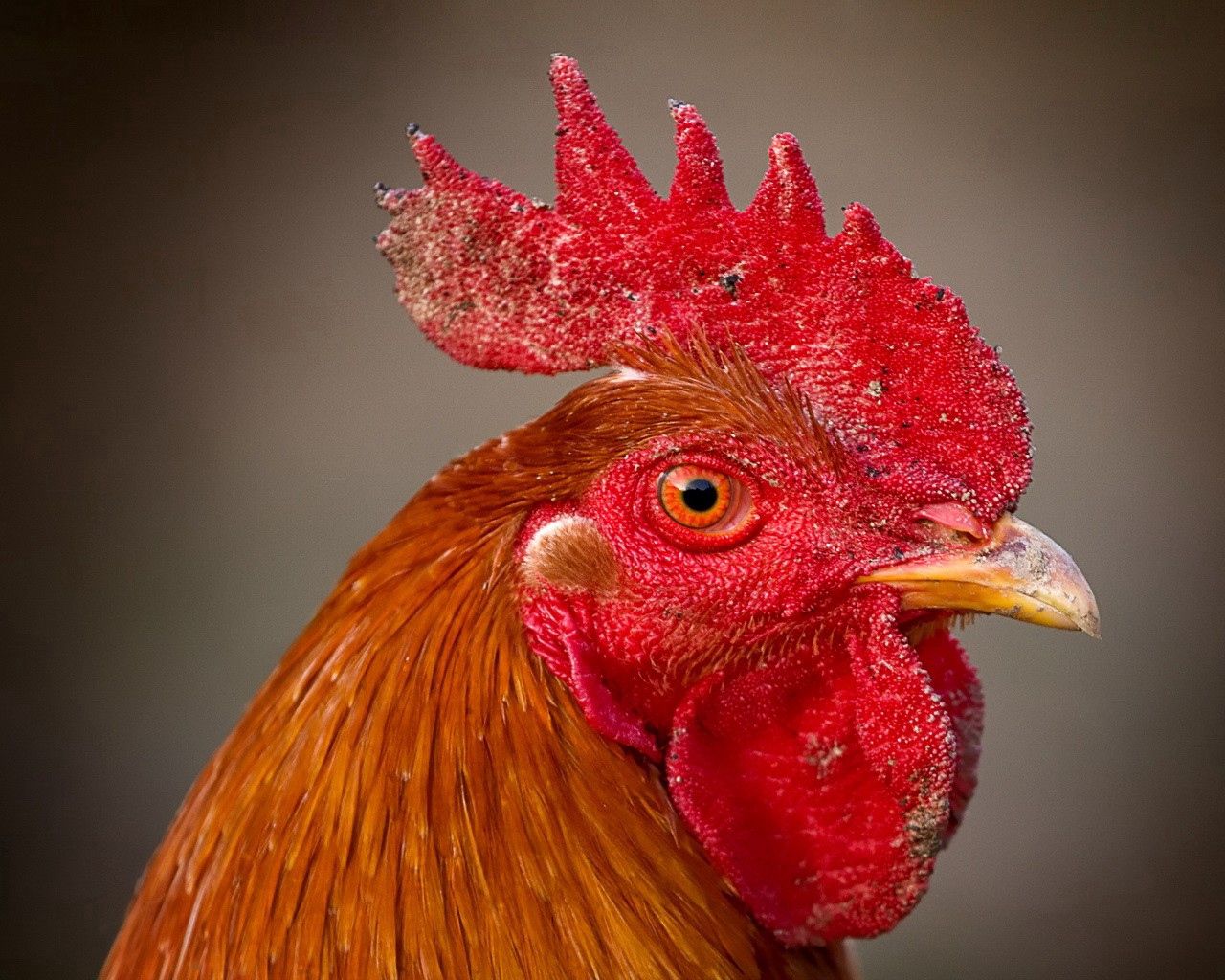 cock, animals, bird, beak, eyes, crest, rooster, comb wallpapers for tablet