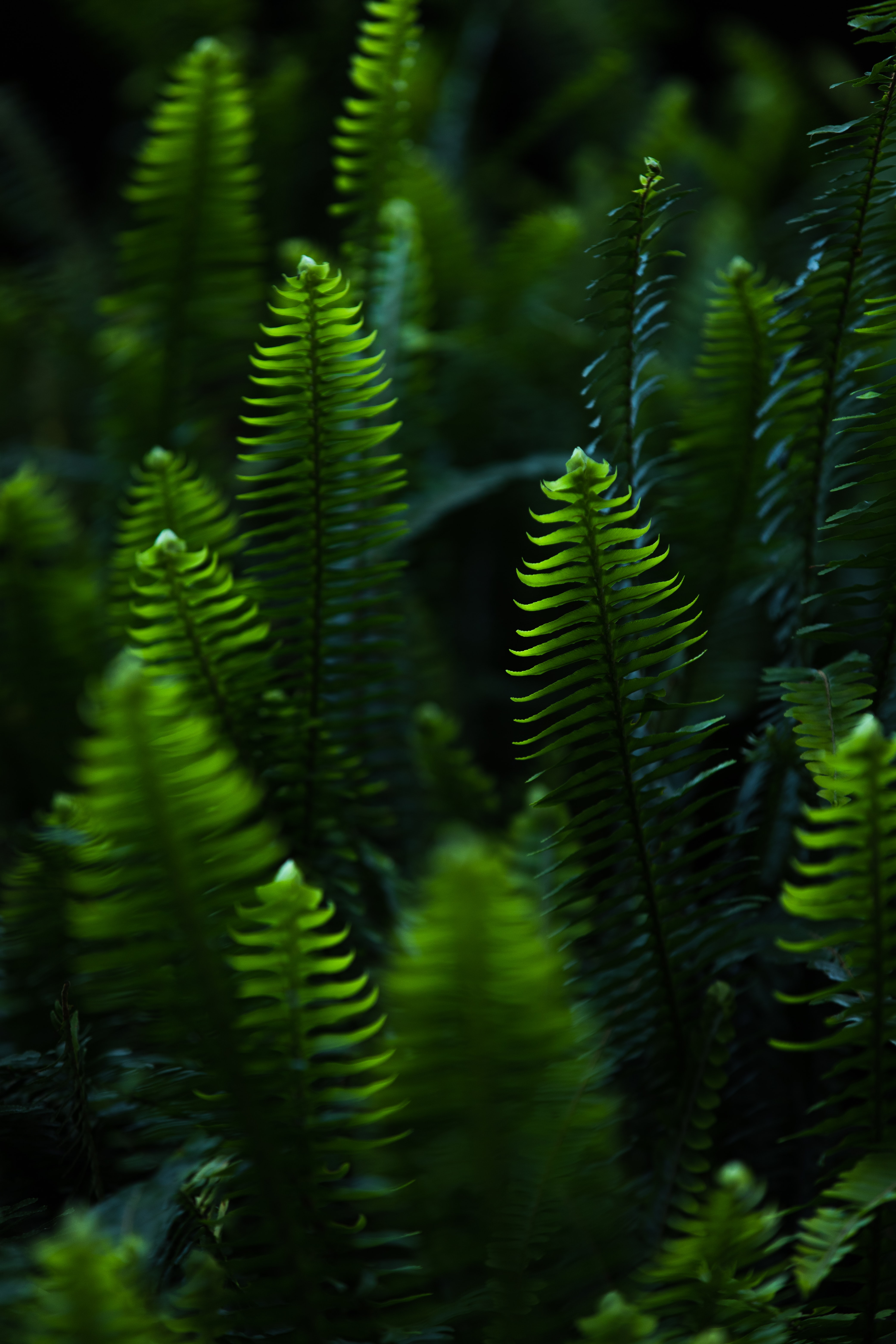 fern, green, plant, leaves, nature, branches wallpapers for tablet