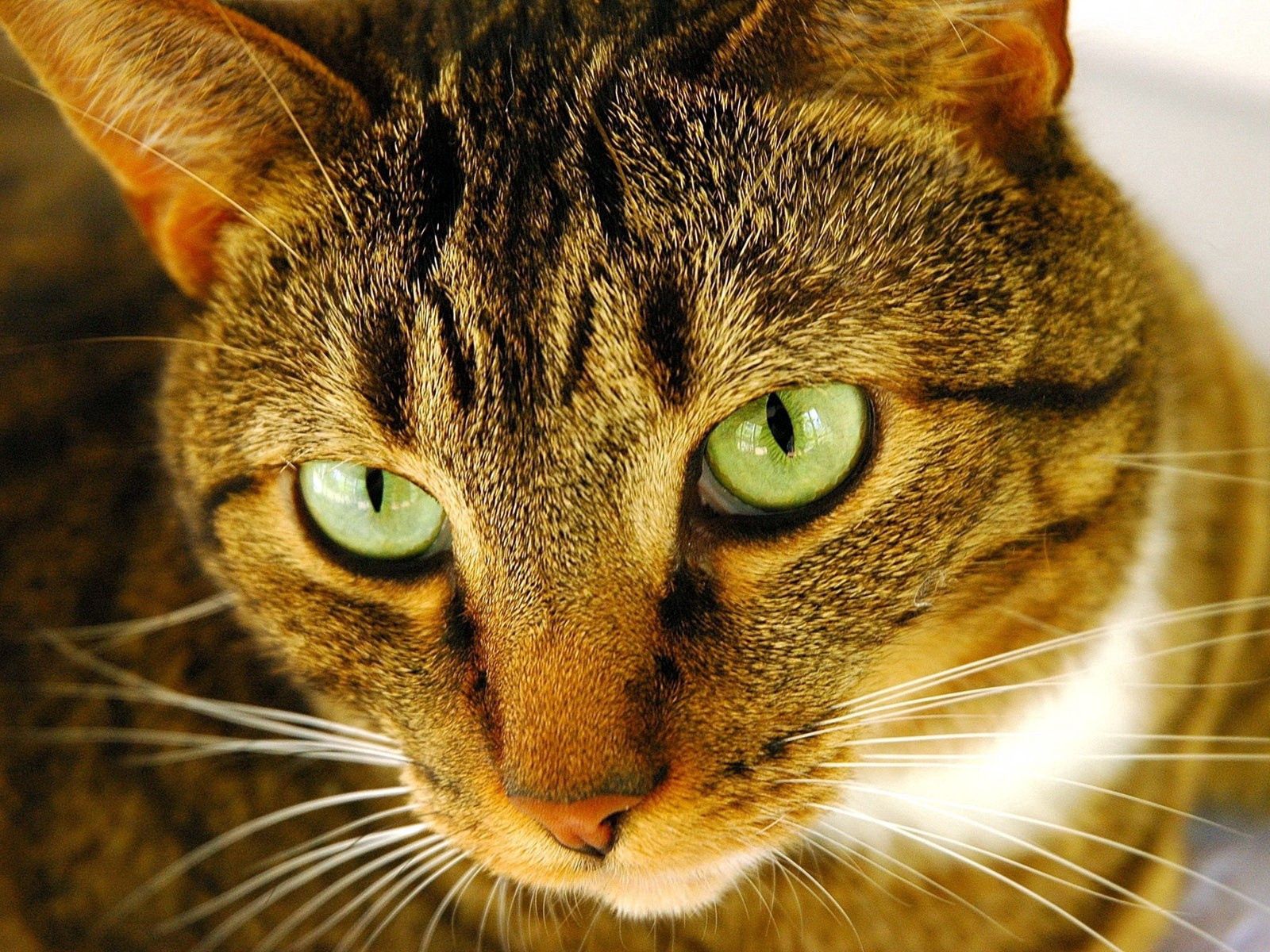 muzzle, animals, cat, eyes, striped Smartphone Background