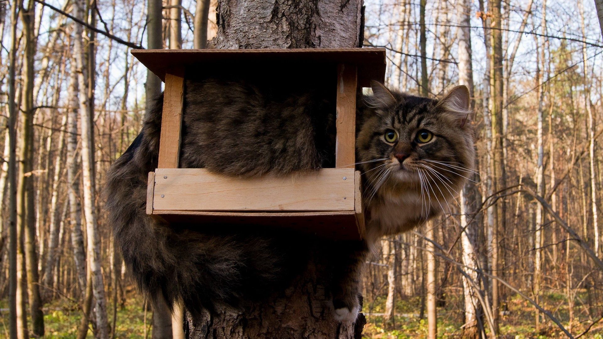 1920x1080 Background funny, animals, cat, fluffy, situation, birdhouse