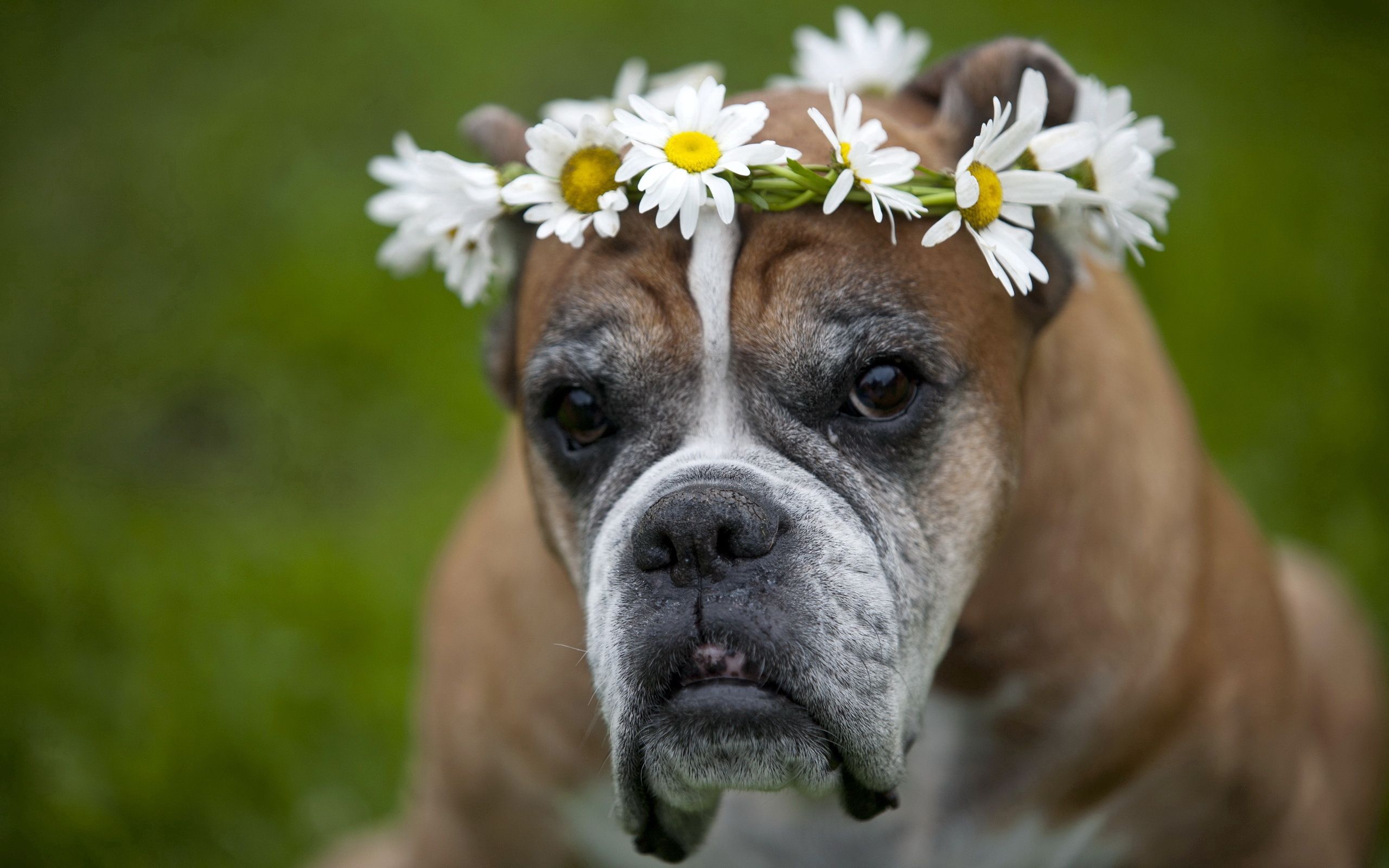 Download mobile wallpaper Dog, Wreath, Animals, Flowers, Camomile for free.