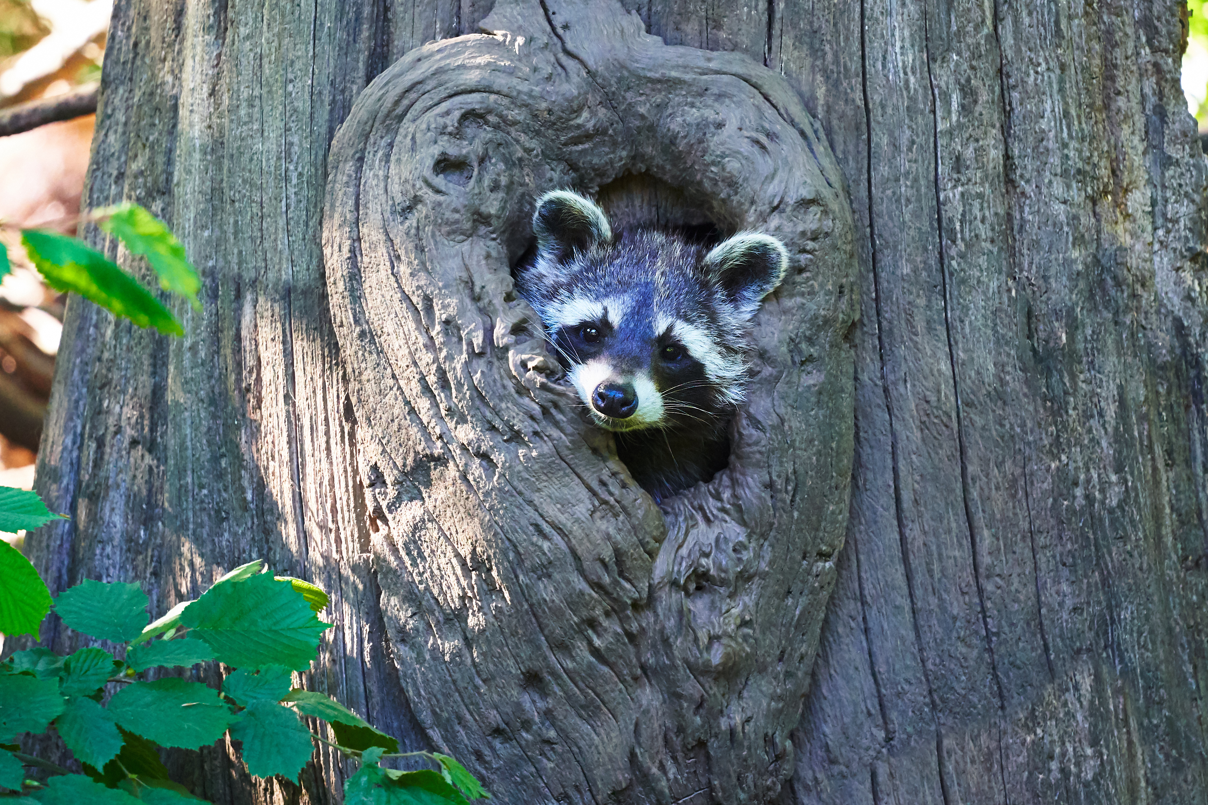 Download mobile wallpaper Muzzle, Nice, Wood, Sweetheart, Tree, Animals, Raccoon for free.