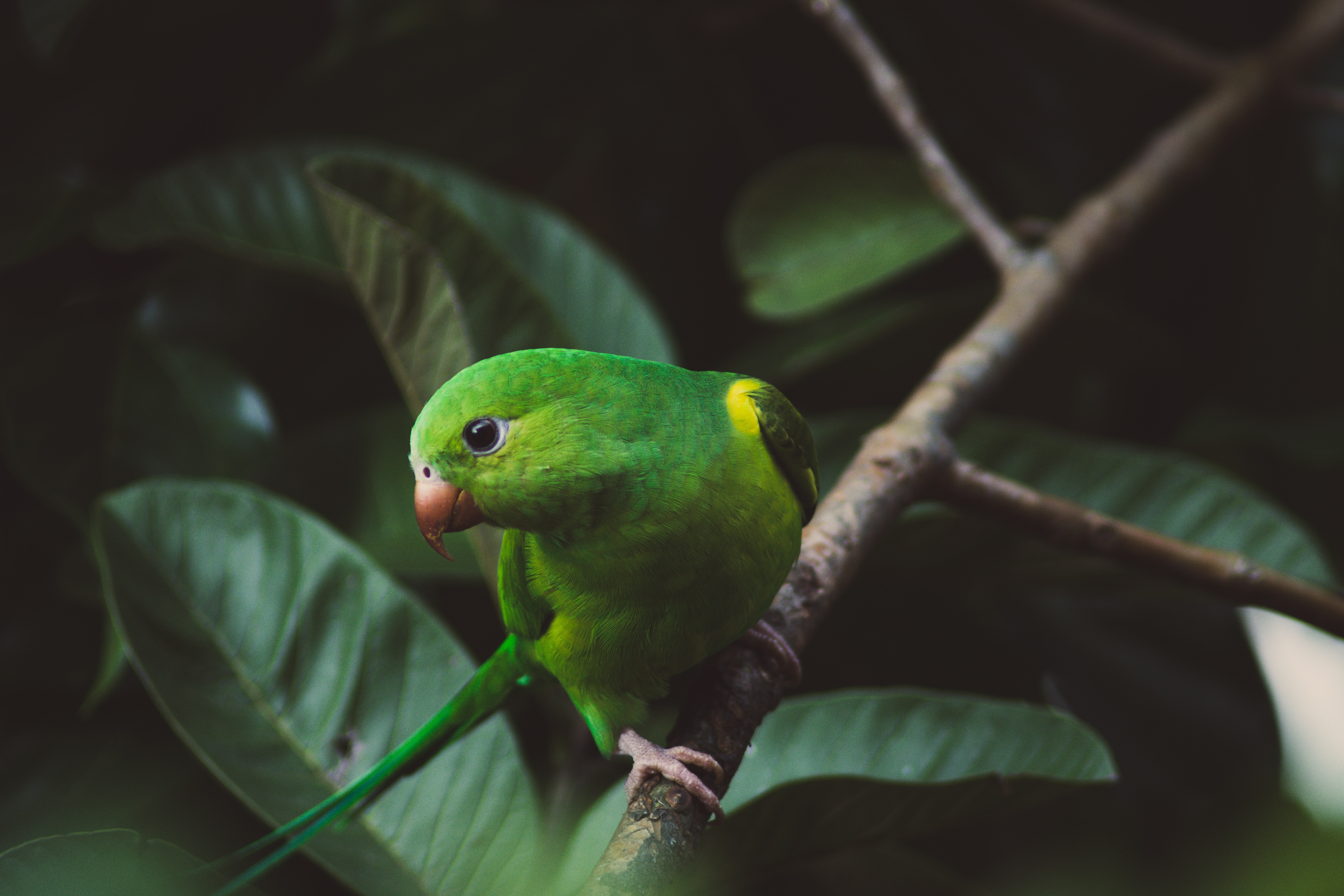 budgerigar, animals, parrots, green, bird, branch, wavy parrot