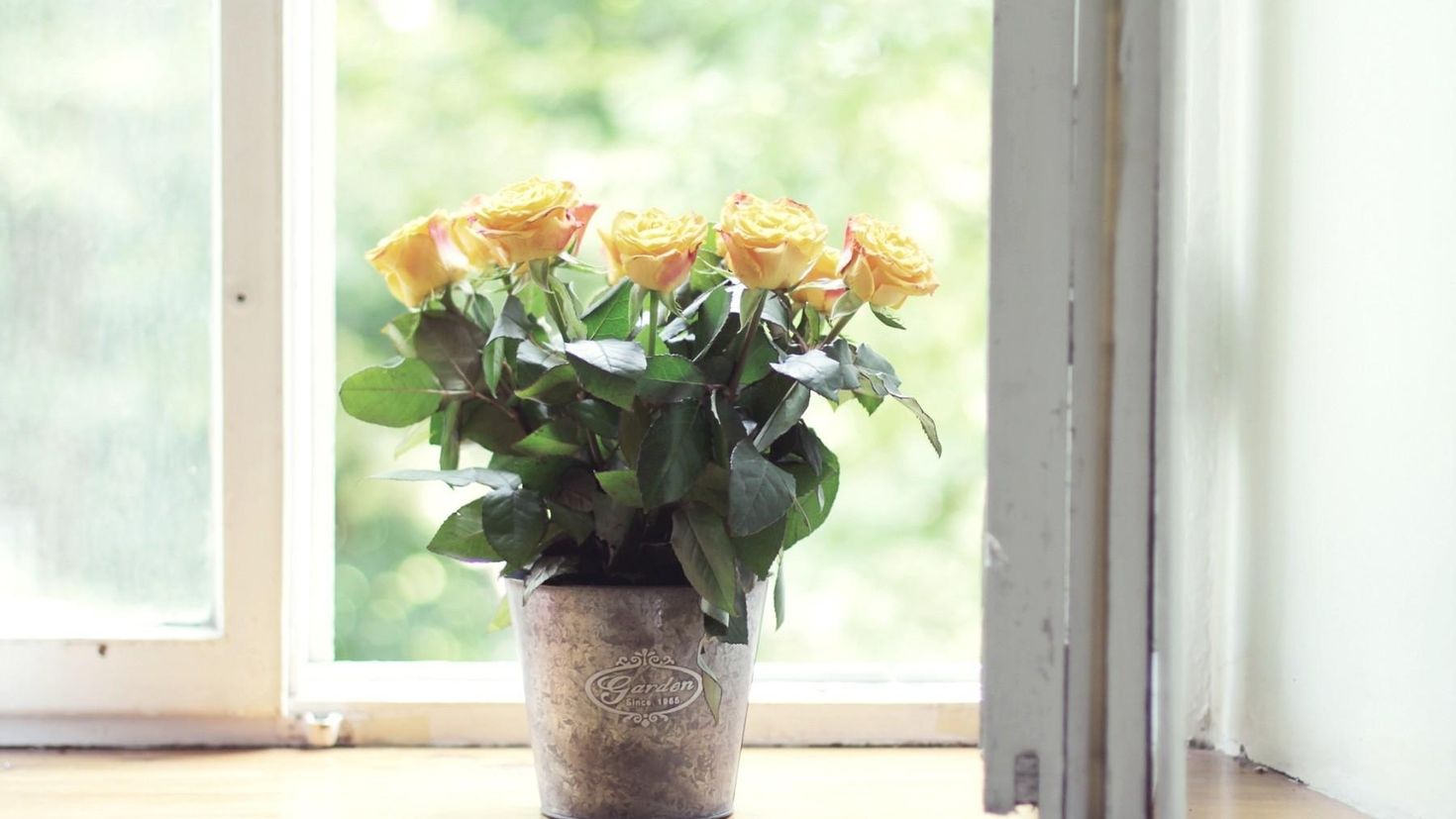 Flowers in my room. Цветы на подоконнике. Цветок в горшке на окне. Комнатные растения на подоконнике. Подоконник с цветами.