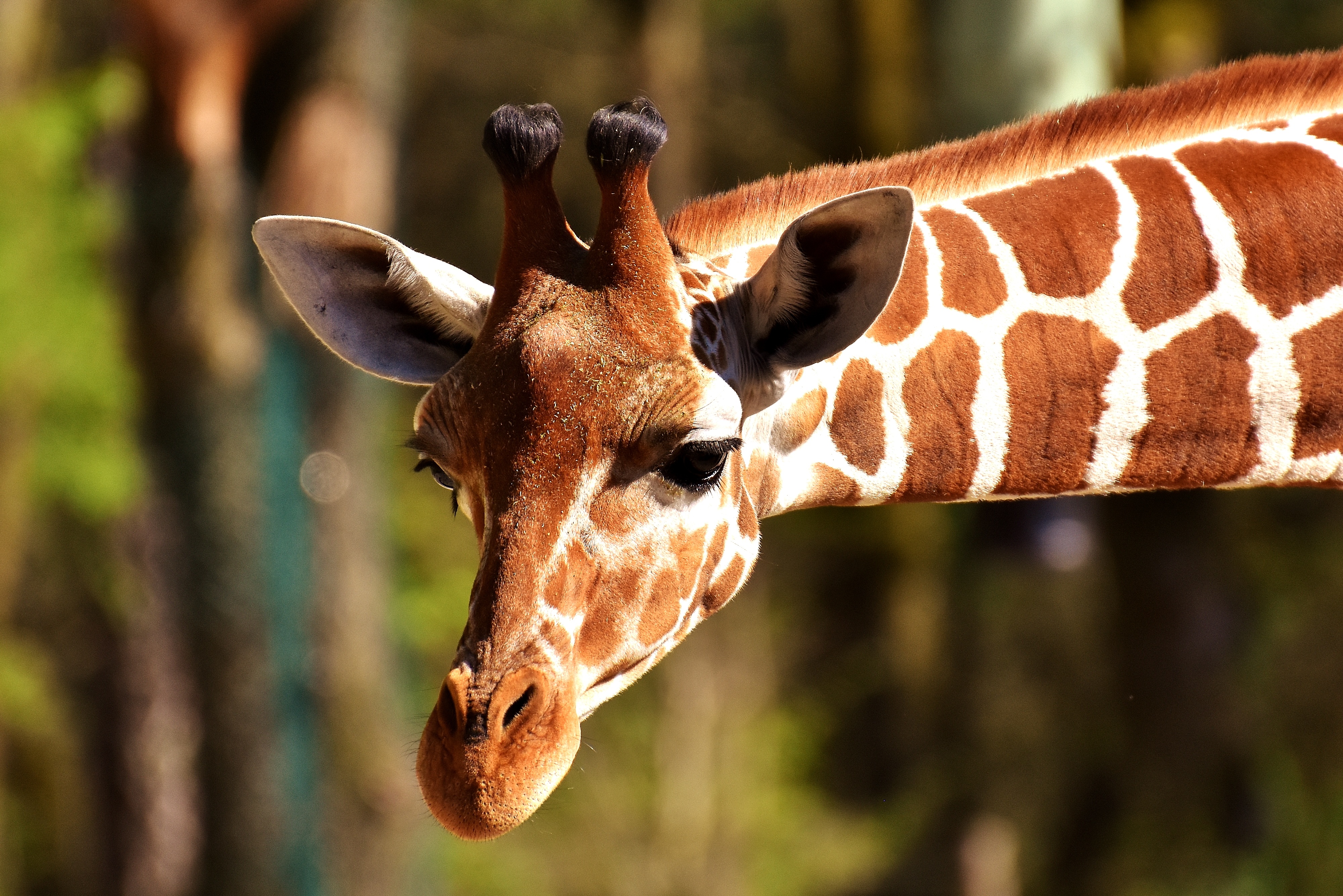 96494 скачать обои жираф, животные, морда, пятнистый - заставки и картинки бесплатно