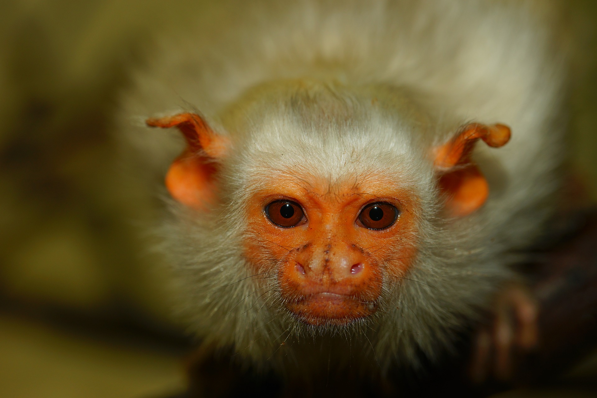animal, marmoset, close up, eye, face, monkey, primate 2160p