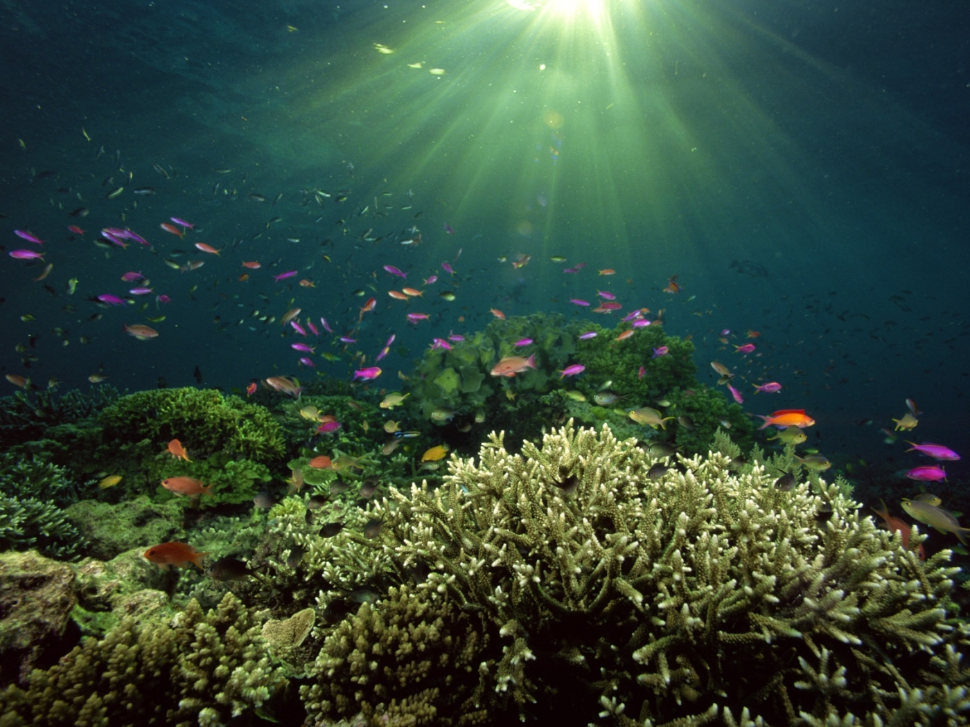 fishes, landscape, sea download HD wallpaper