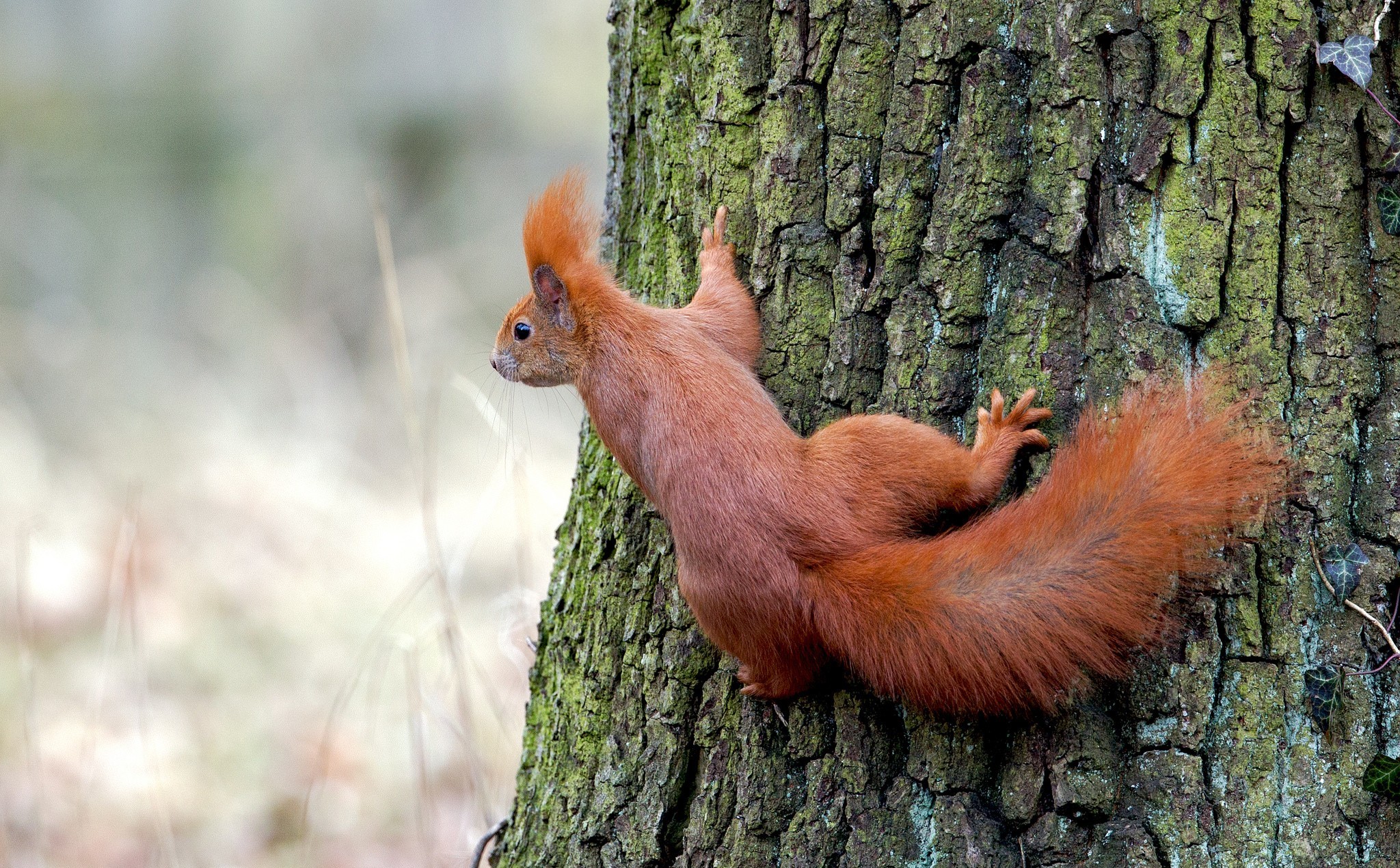 animal, squirrel, rodent, trunk High Definition image