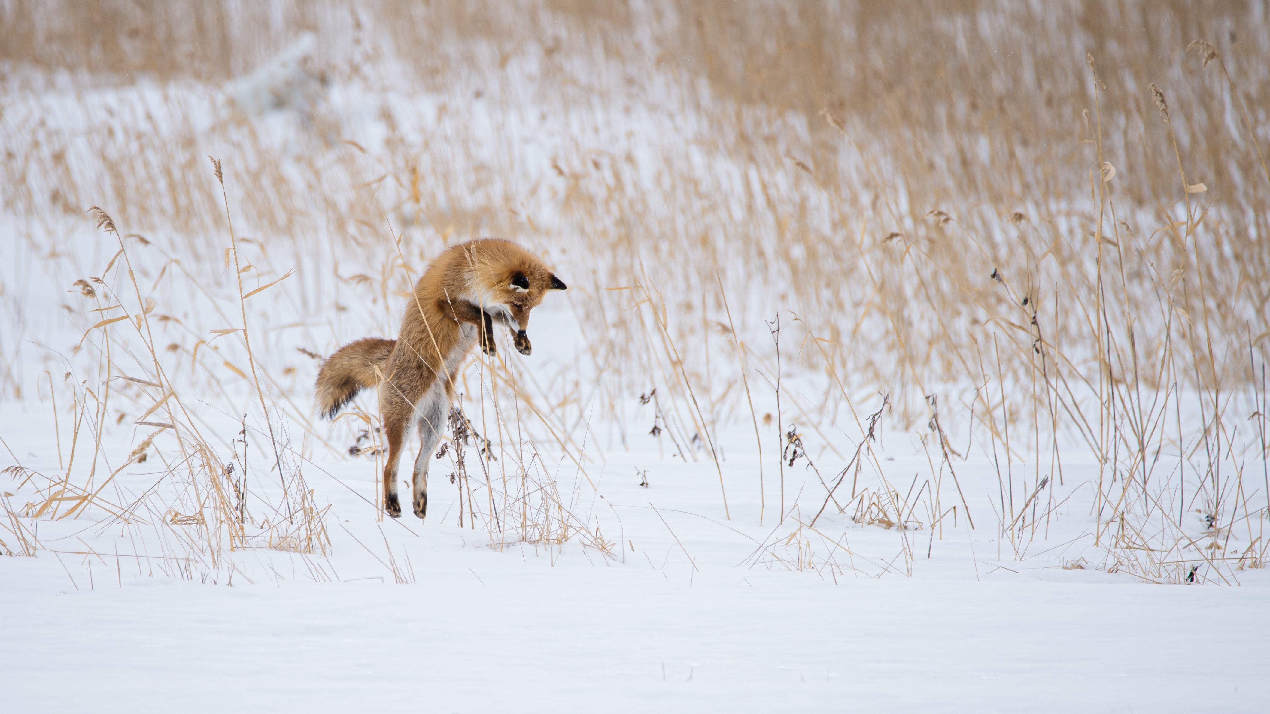 hunting, animals, winter, snow, fox, animal, bounce, jump, hunt phone background
