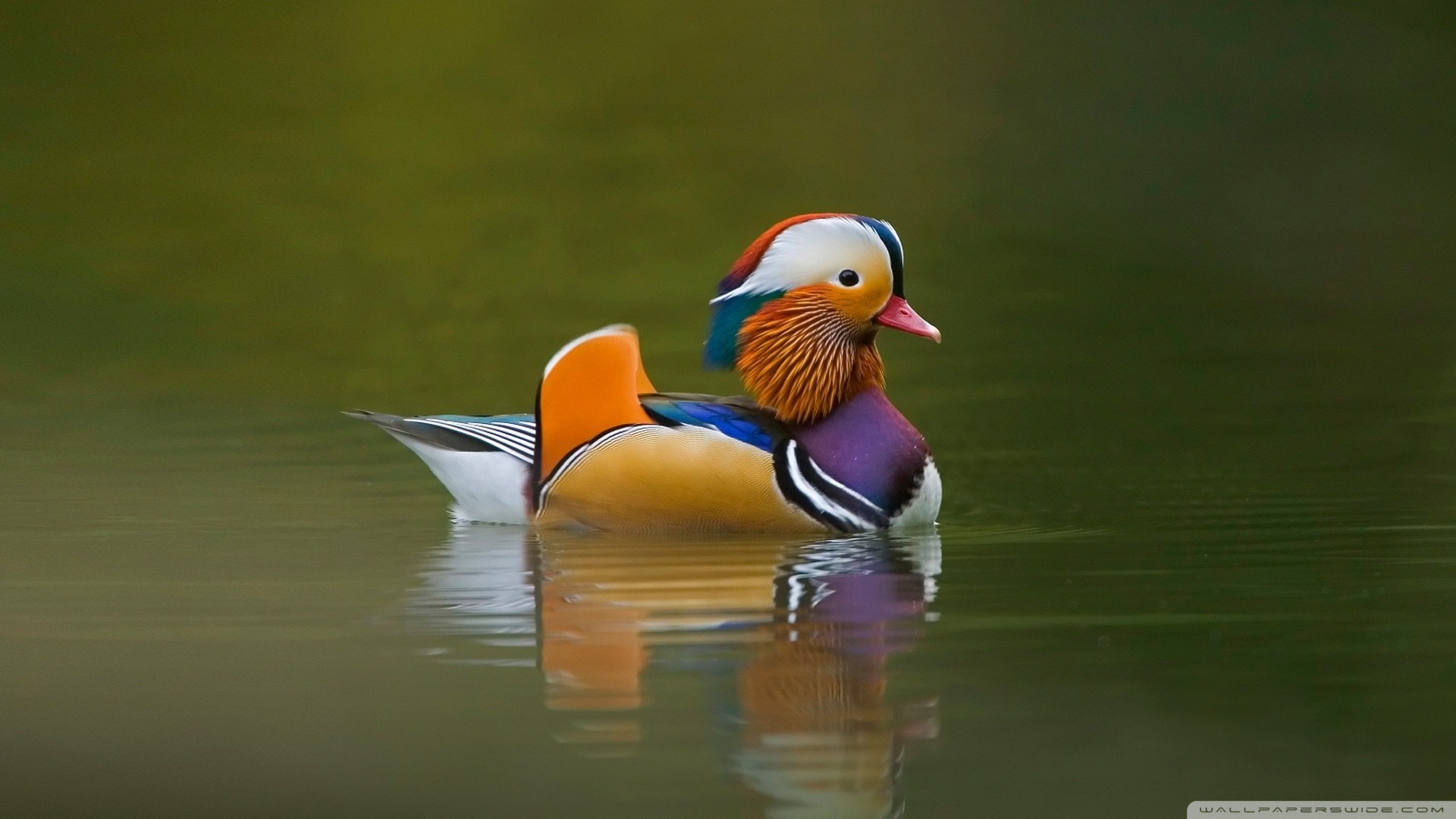 Download Duck wallpapers for mobile phone free Duck HD pictures