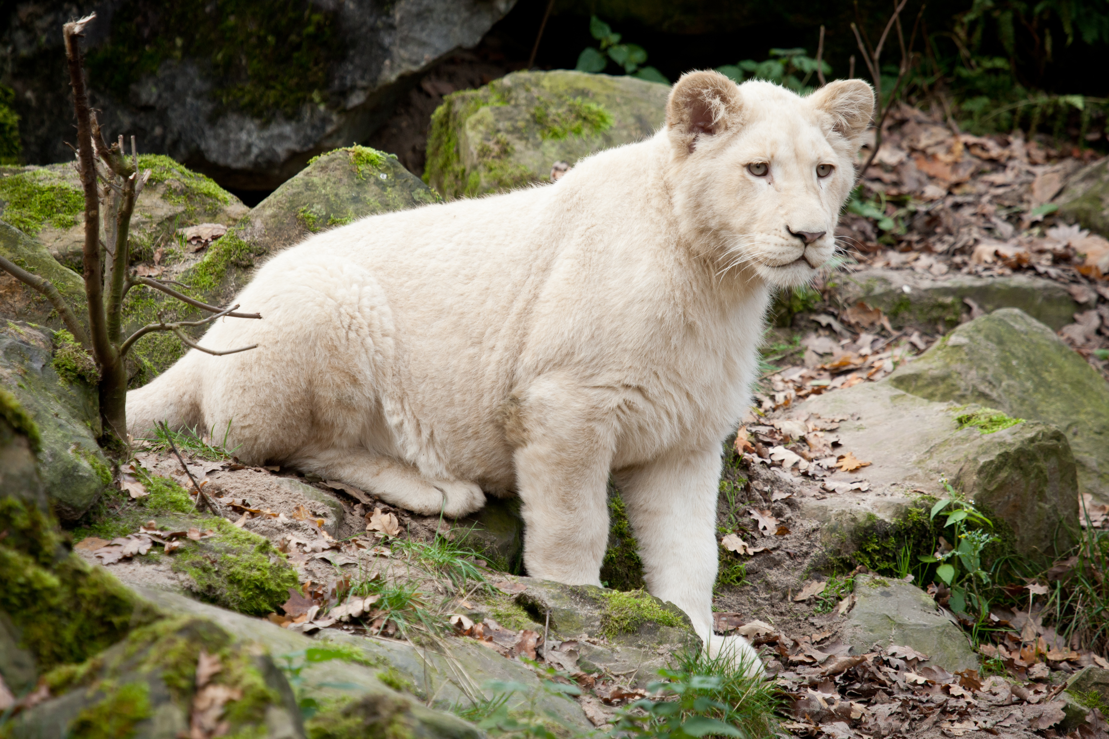 animal, white lion, baby animal, cub, lion