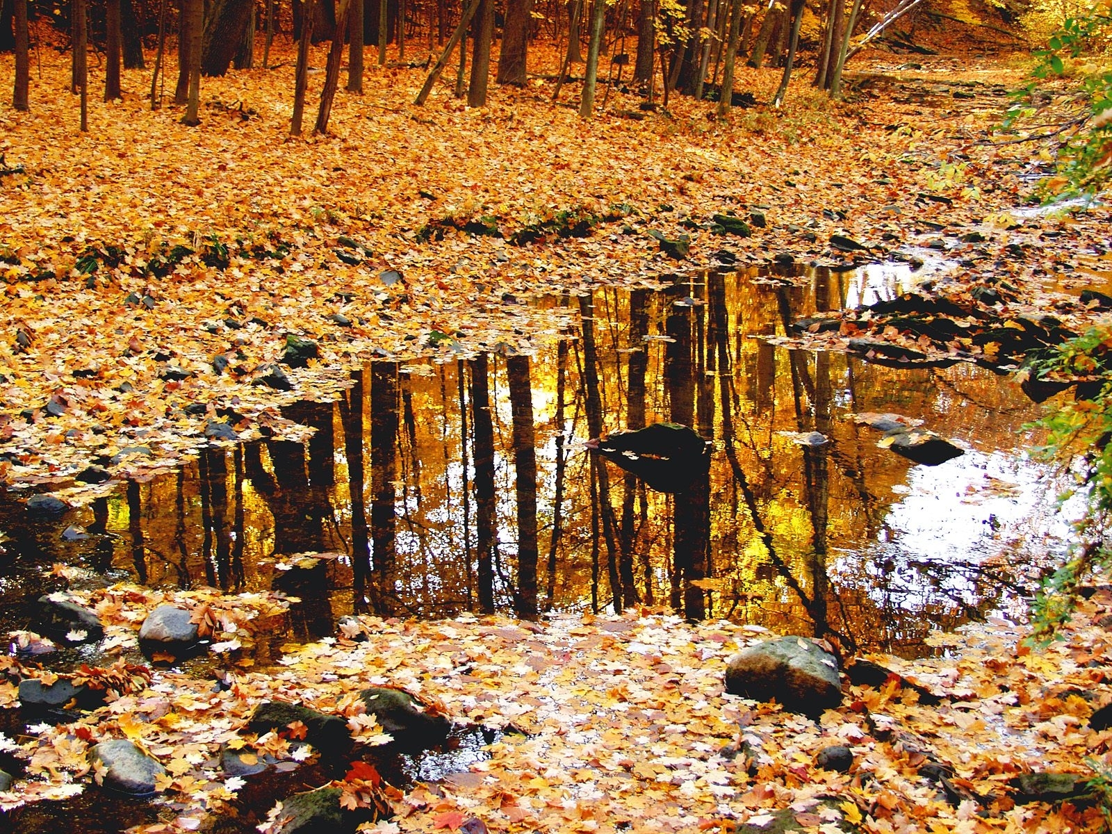 無料モバイル壁紙風景, 木, 葉, オレンジ, 自然, 秋をダウンロードします。