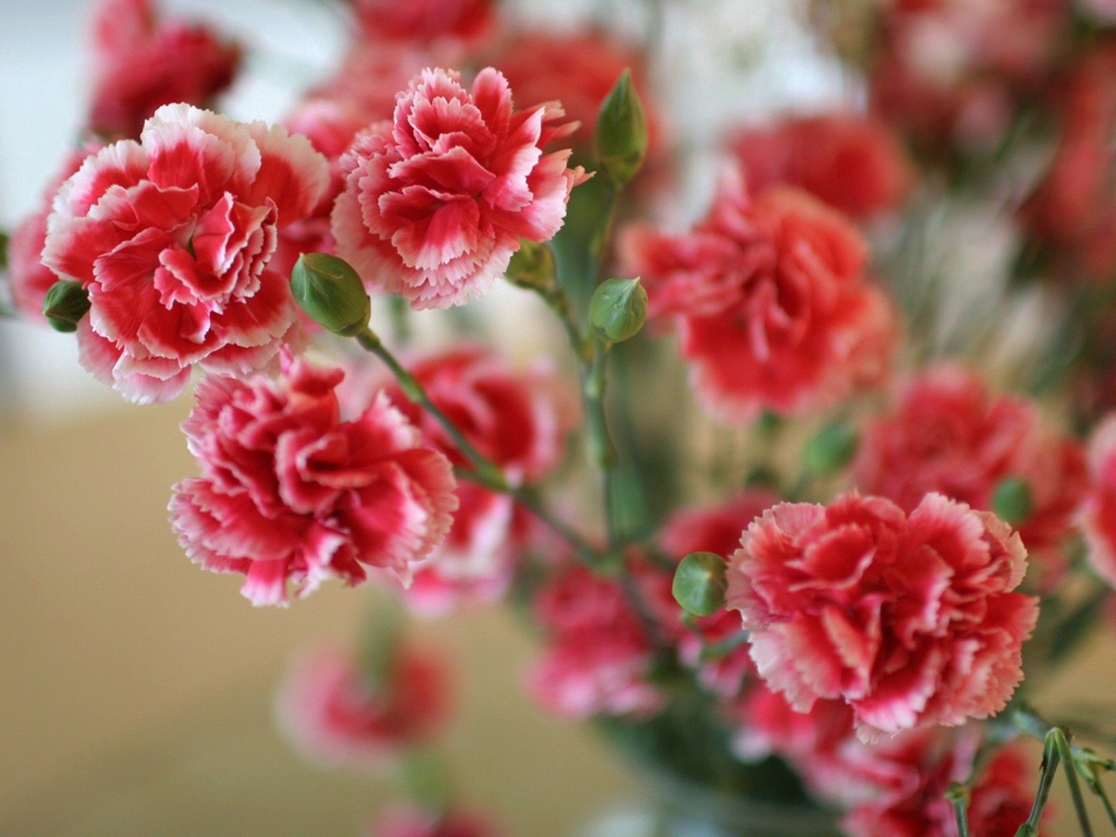 carnations, flowers, bush, spray, sharpness