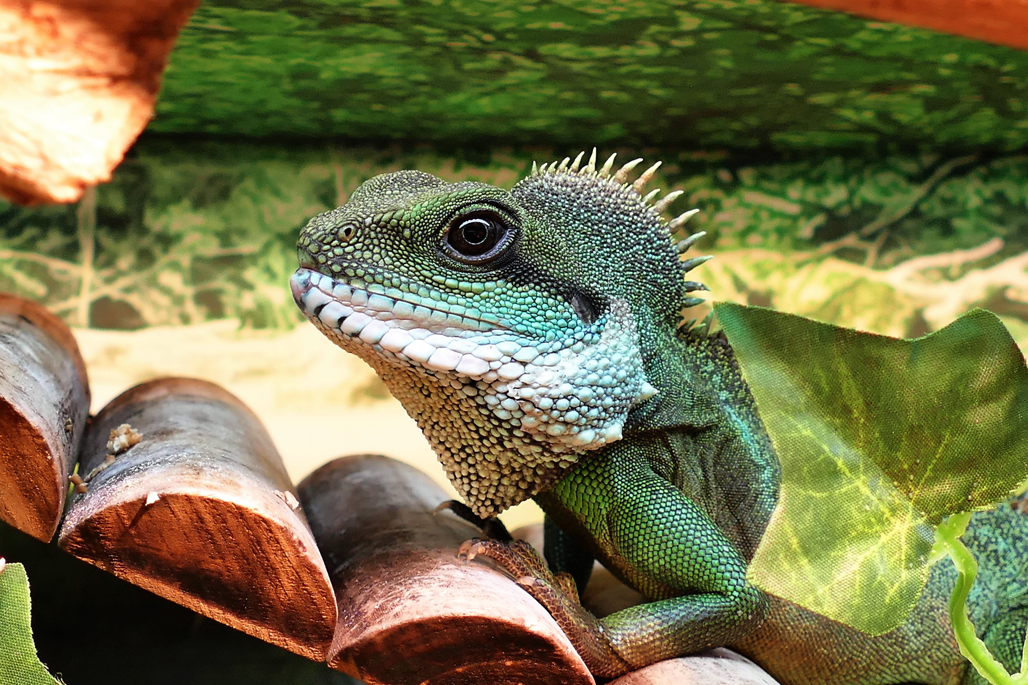 PCデスクトップに動物, 色, 蜥蜴, トカゲ, 爬虫類画像を無料でダウンロード
