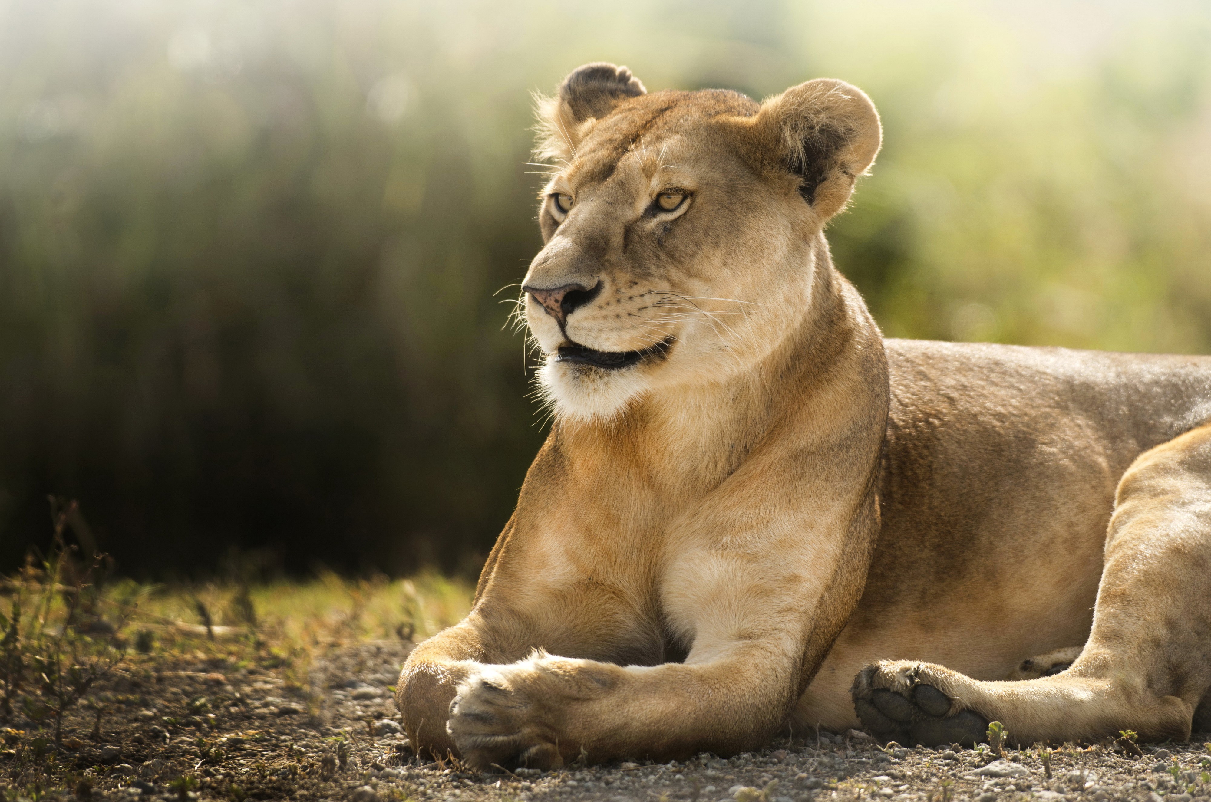 346554 baixar papel de parede animais, leão, leoa, gatos - protetores de tela e imagens gratuitamente