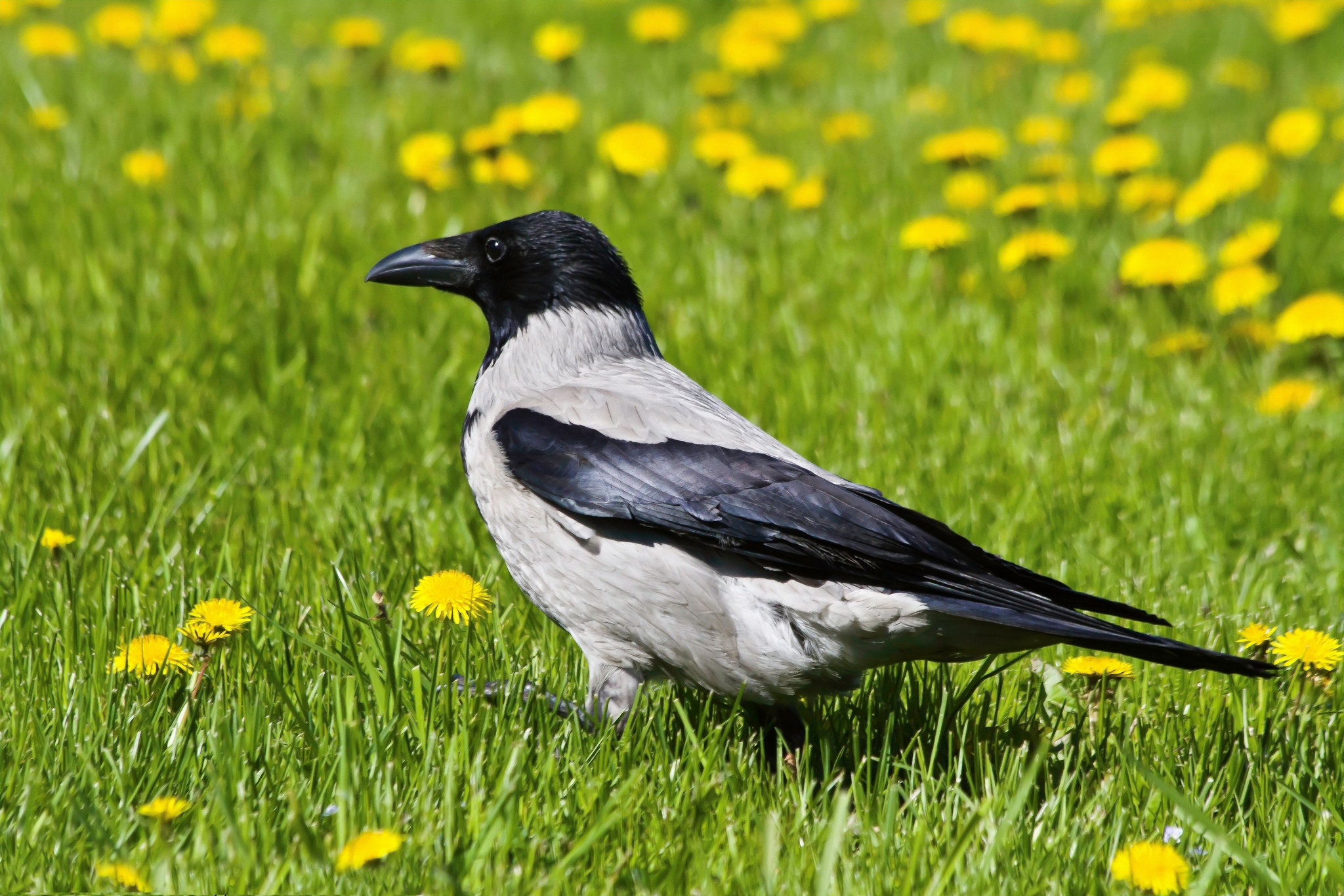 Download mobile wallpaper Grass, Animals, Bird, Crow for free.