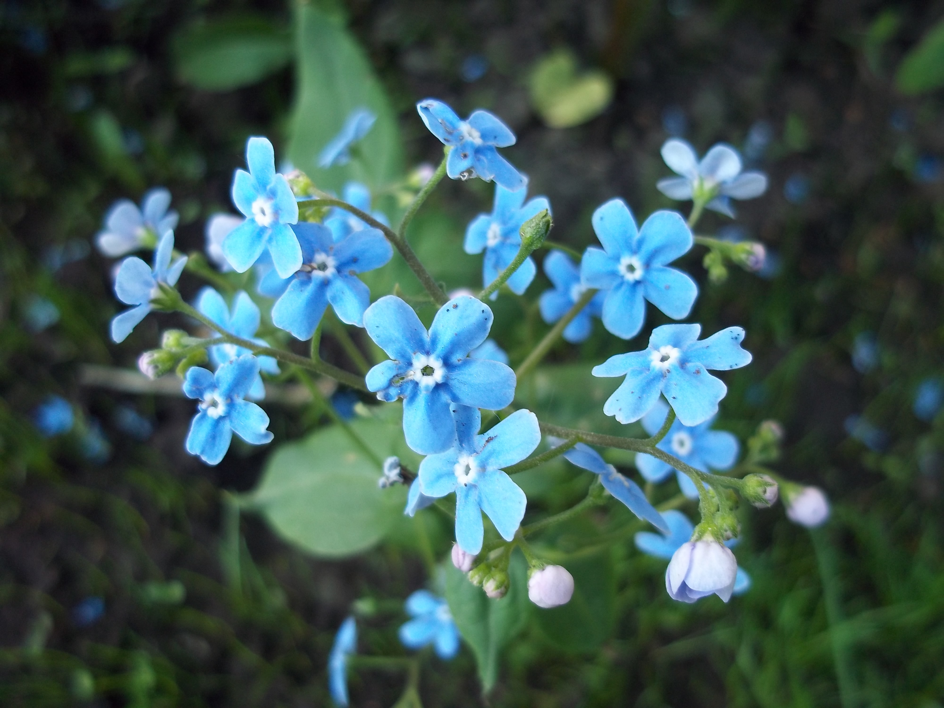 Голубые цветы названия весенние