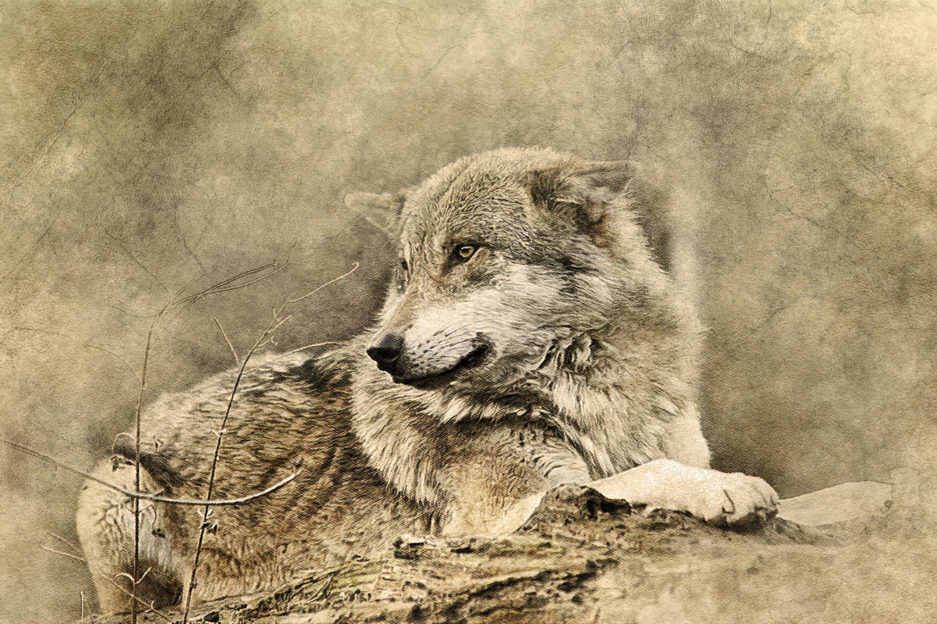 Laden Sie das Kunst, Tiere, Raubtier, Predator, Wolf-Bild kostenlos auf Ihren PC-Desktop herunter