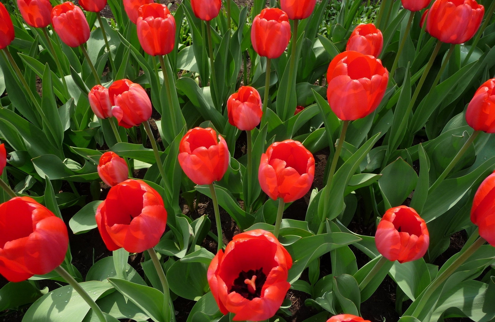Download mobile wallpaper Flower Bed, Flowerbed, Flowers, Spring, Tulips for free.