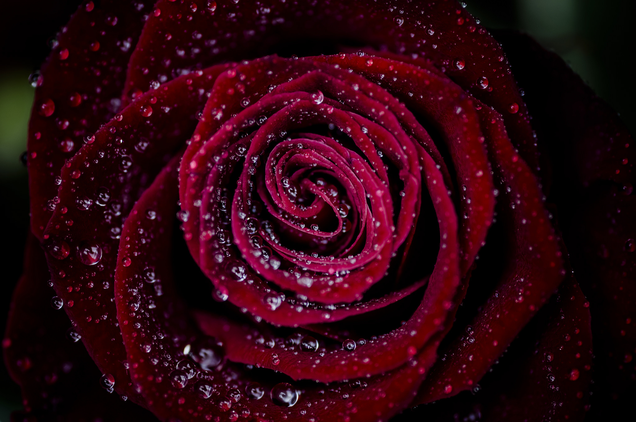 Гулла 4. Гули Садбарг. Темно бордовые розы. Красивые бордовые розы.