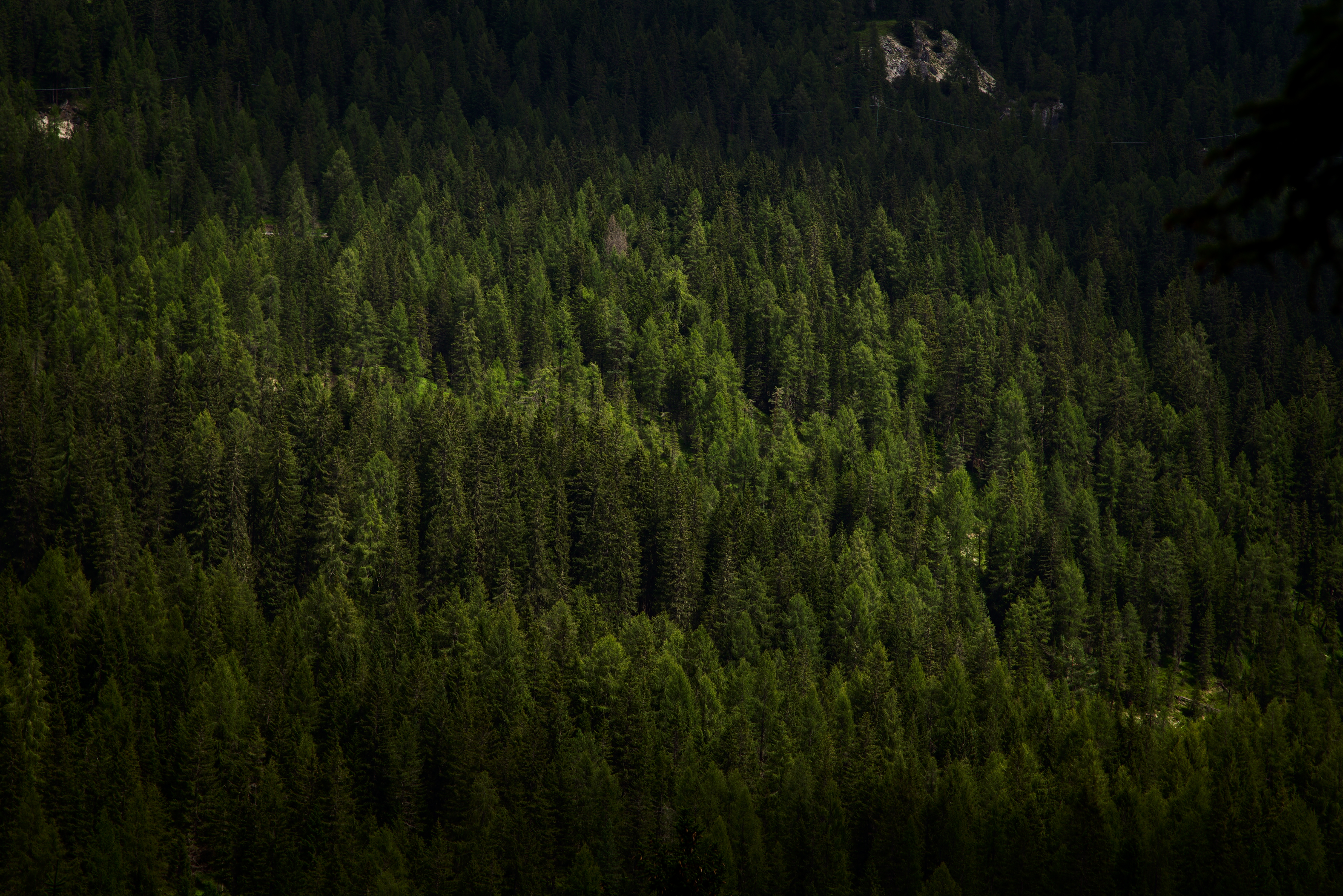Handy-Wallpaper Bäume, Blick Von Oben, Wald, Vegetation, Natur, Dunkel kostenlos herunterladen.