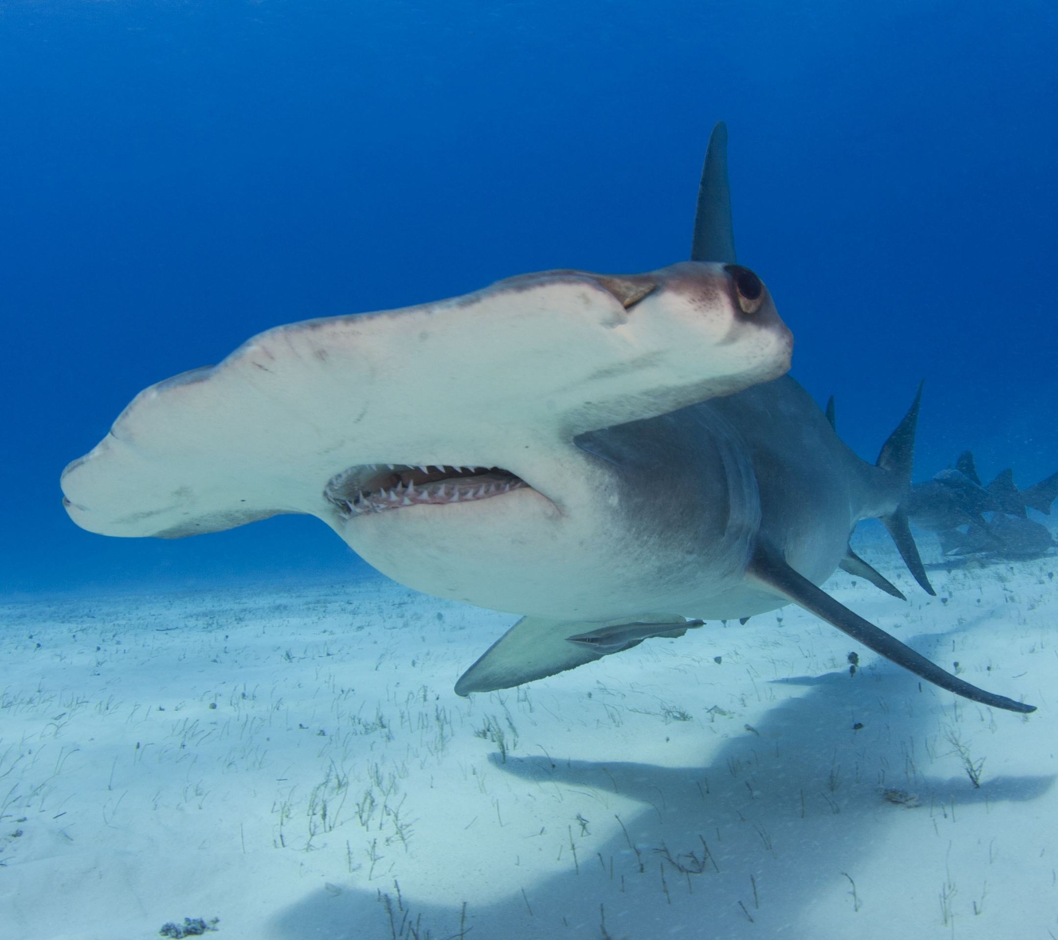 Great Hammerhead Shark sea underwater 640x1136 iPhone 55S5CSE wallpaper  background picture image