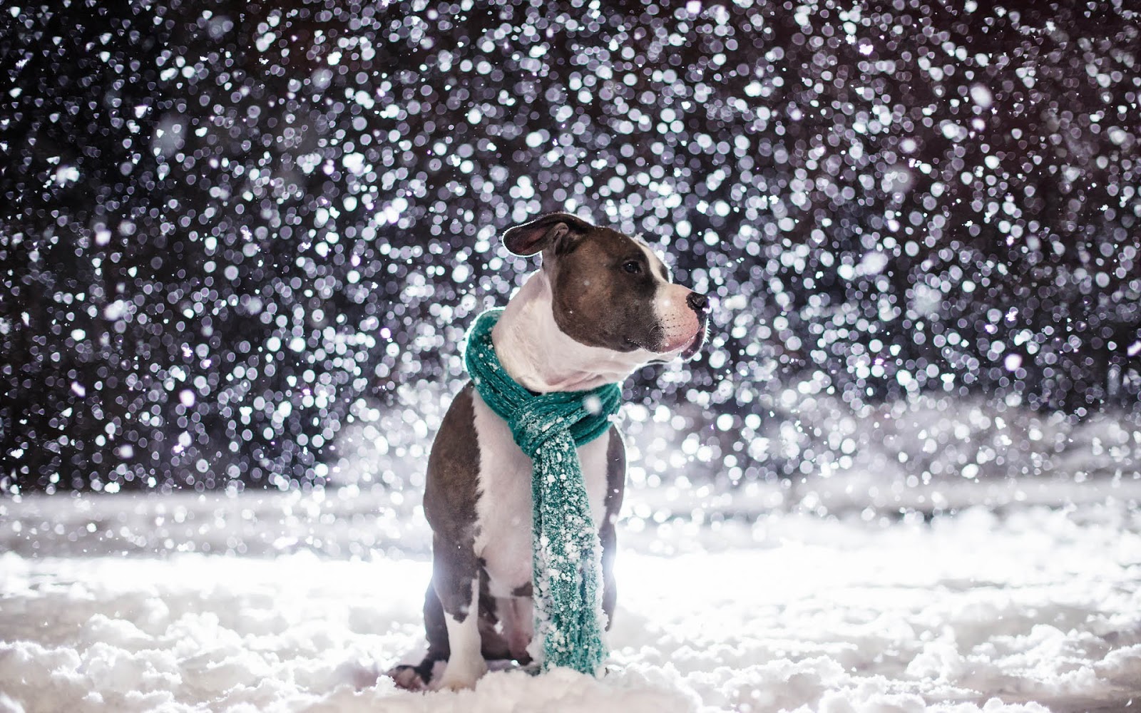 Собака снегопад