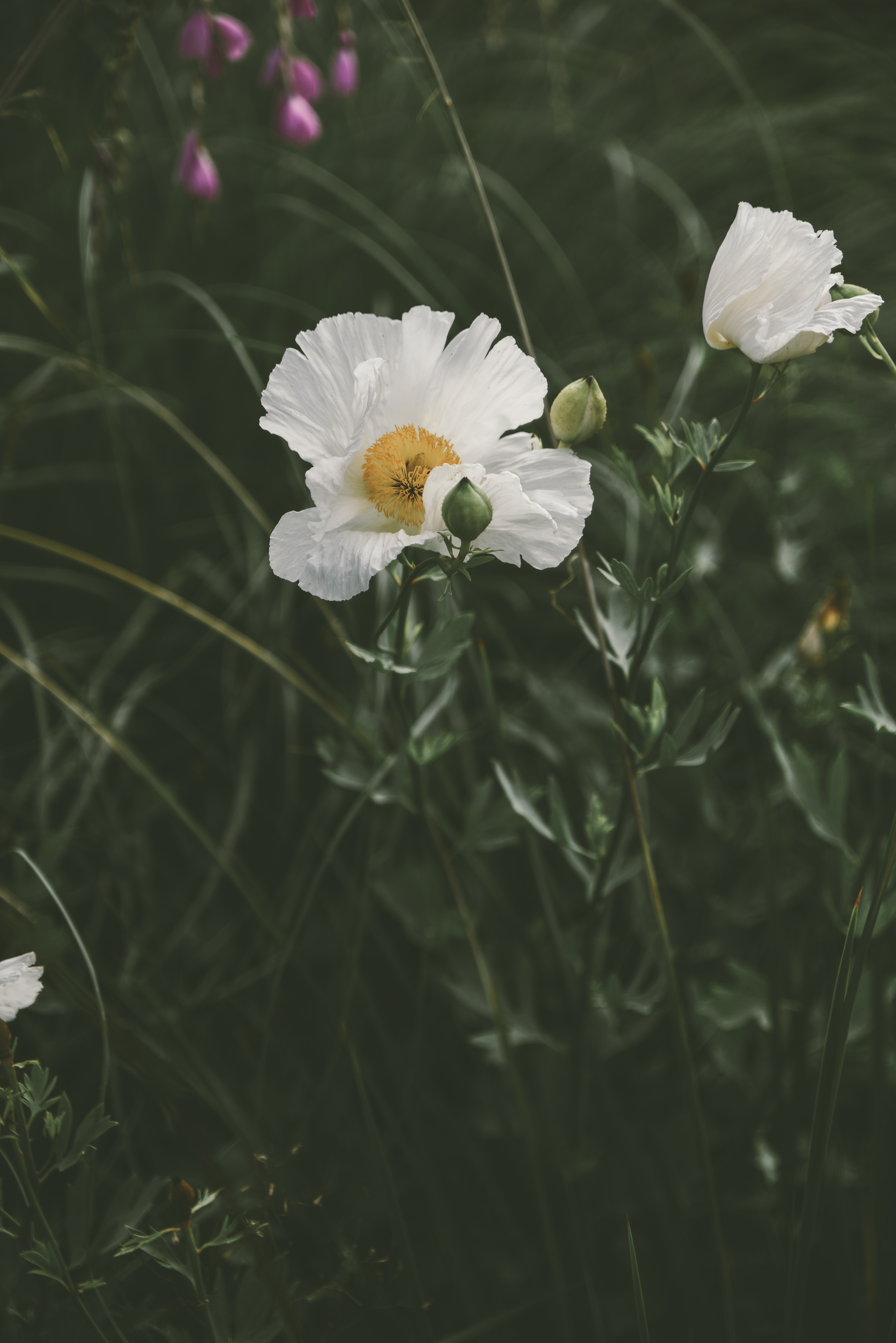 Laden Sie das Grass, Blühen, Blumenbeet, Blume, Blühenden, Blumen, Mohn-Bild kostenlos auf Ihren PC-Desktop herunter