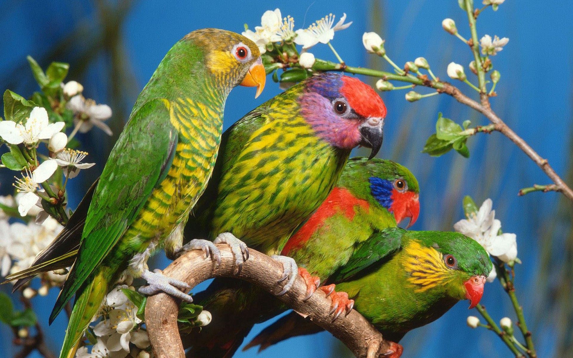 parrots, animals, flowers, birds, multicolored, branch Desktop Wallpaper