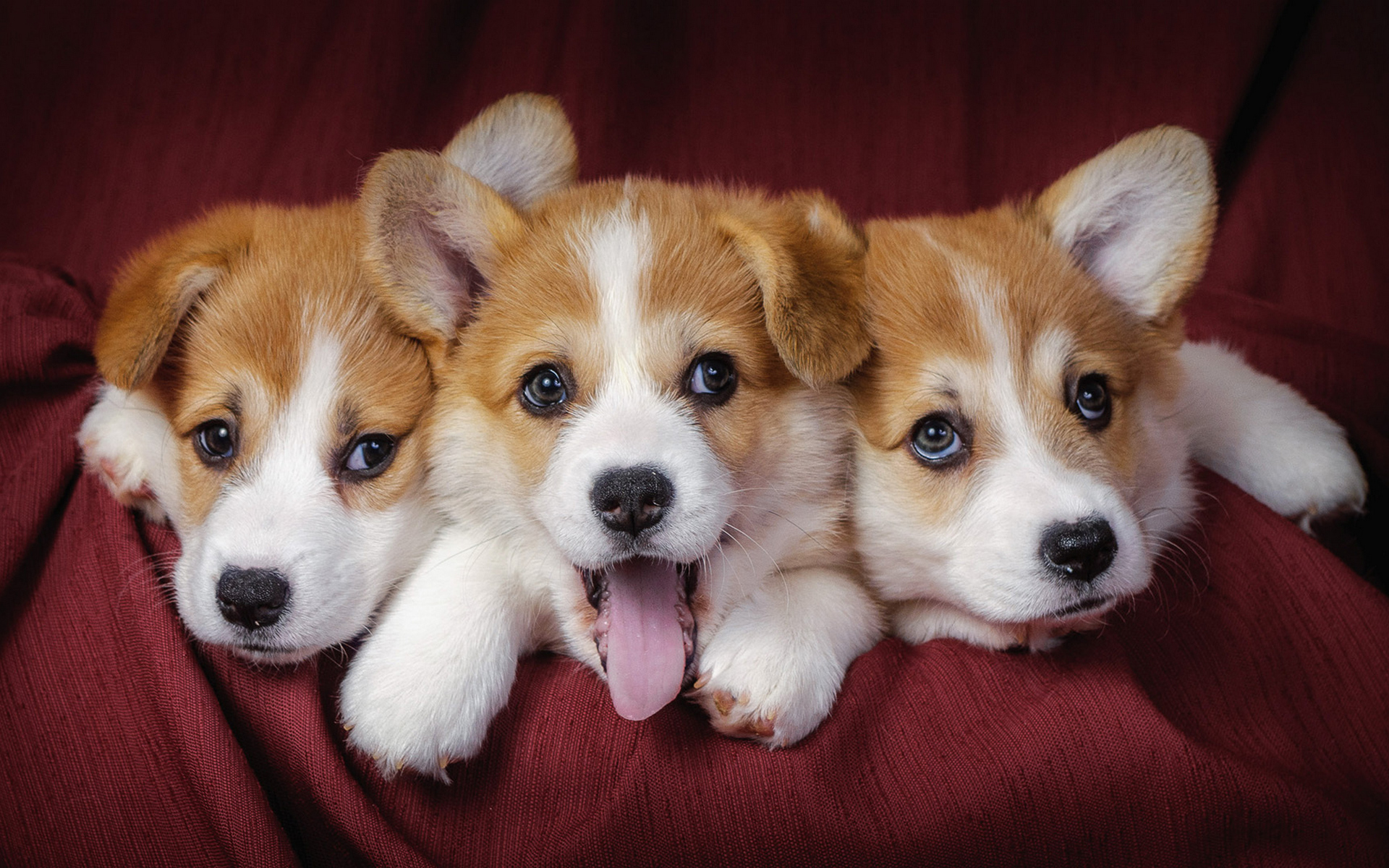 собаки фото красивые щенки