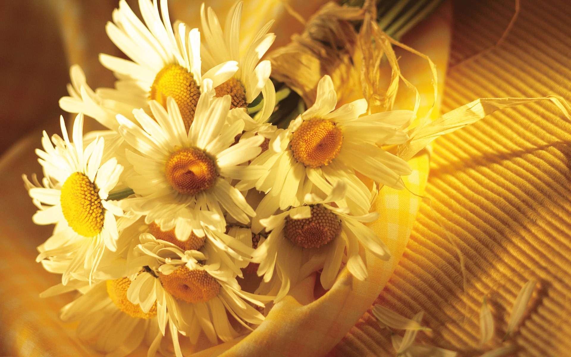 Download mobile wallpaper Camomile, Flowers, Plants for free.