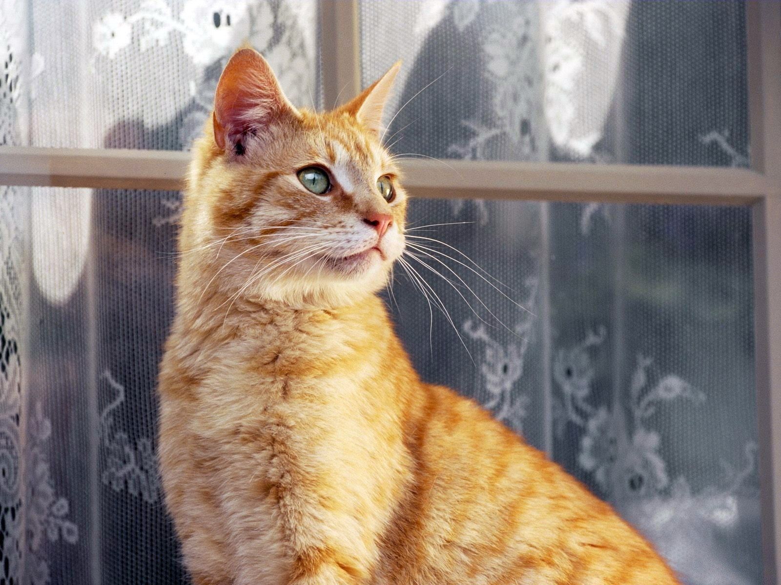 104919壁紙のダウンロード動物, ネコ, 猫, 縞模様, ストライプ, 窓, 窓枠, 窓辺, カーテン-スクリーンセーバーと写真を無料で