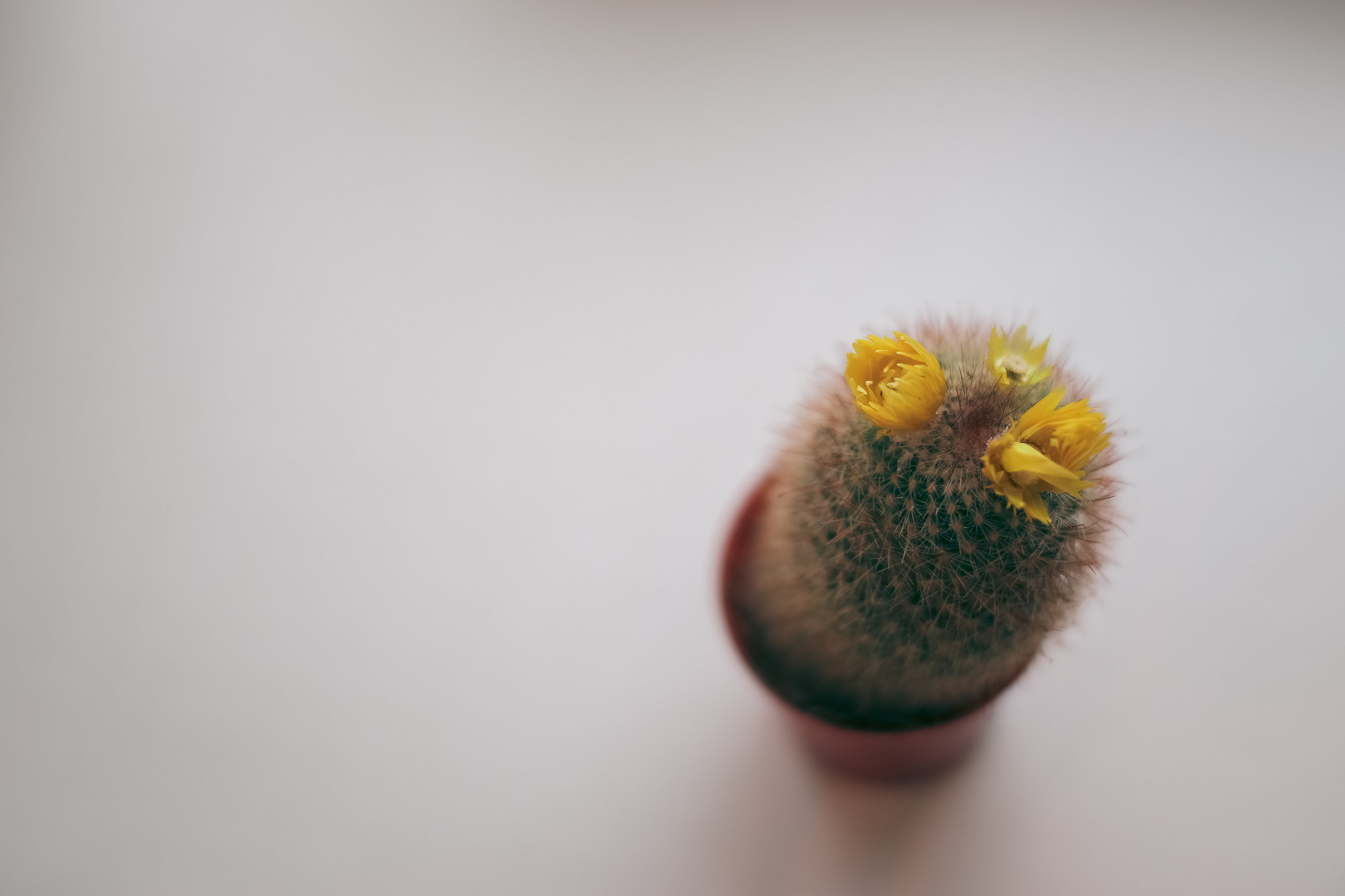 Download mobile wallpaper Prickles, Needle, Thorns, Cactus, Minimalism, Flower for free.