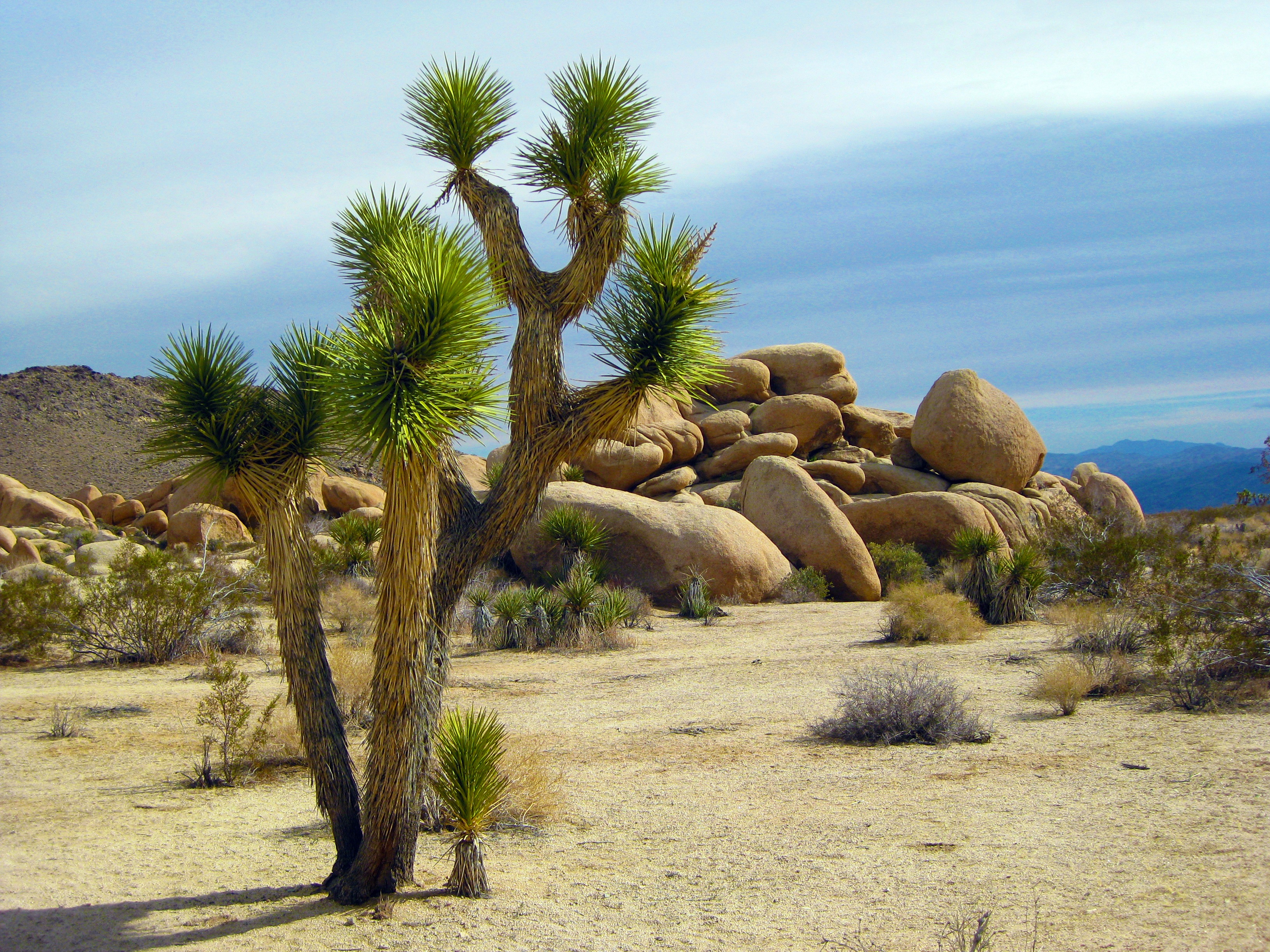 Laden Sie das Nationalpark, Kalifornien, Kurzblättrige Yucca, Joshua Bäume, Joshua Trees, Cholla Kakteen, Yukka Kurzblatt, Natur-Bild kostenlos auf Ihren PC-Desktop herunter